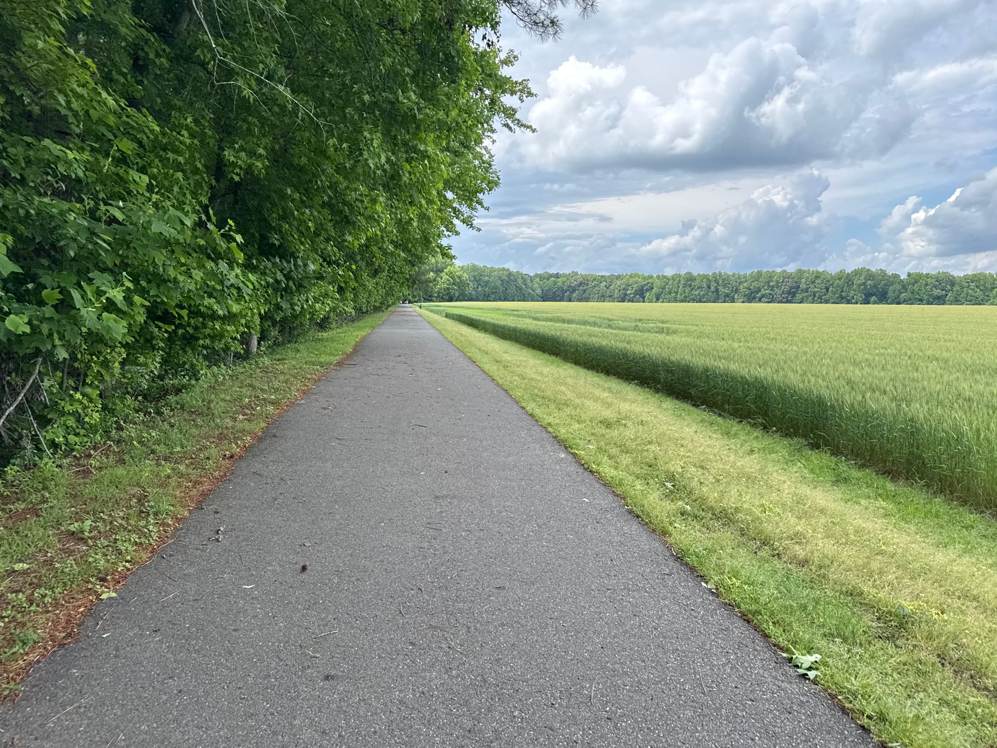 Paved path bordered by green trees and a field of green crops. - Jamestown Settlement loop from Fieldcrest