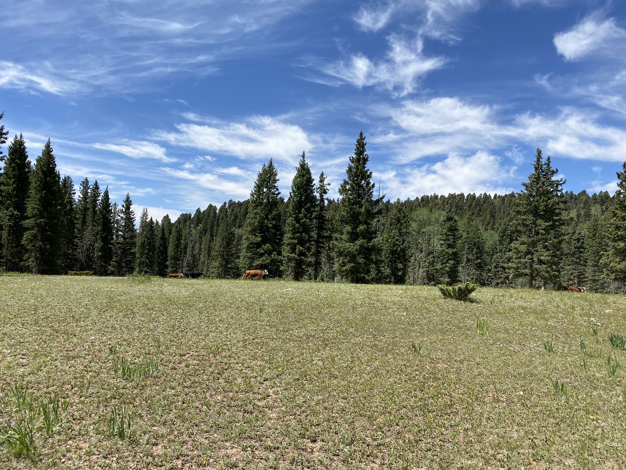 Grassy field with pine forest under a bright, cloudy sky. Distant animals graze. - Damian and Las Vacas Trail Loop
