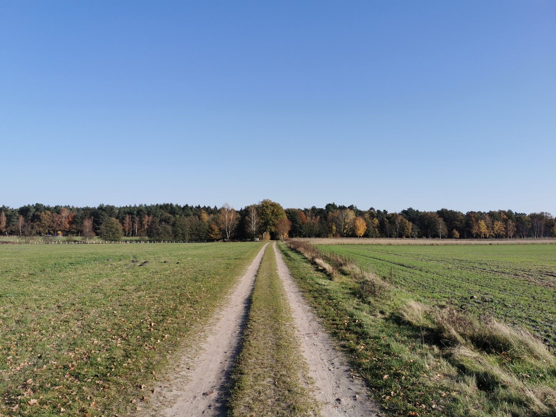 Blick zurück, in den Wald... 