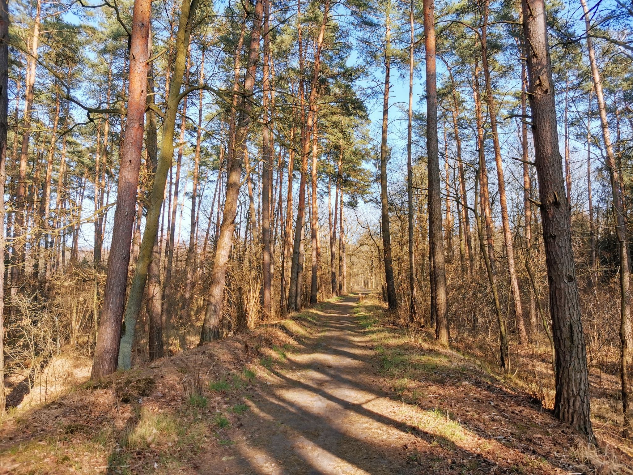 Las Mokrzański