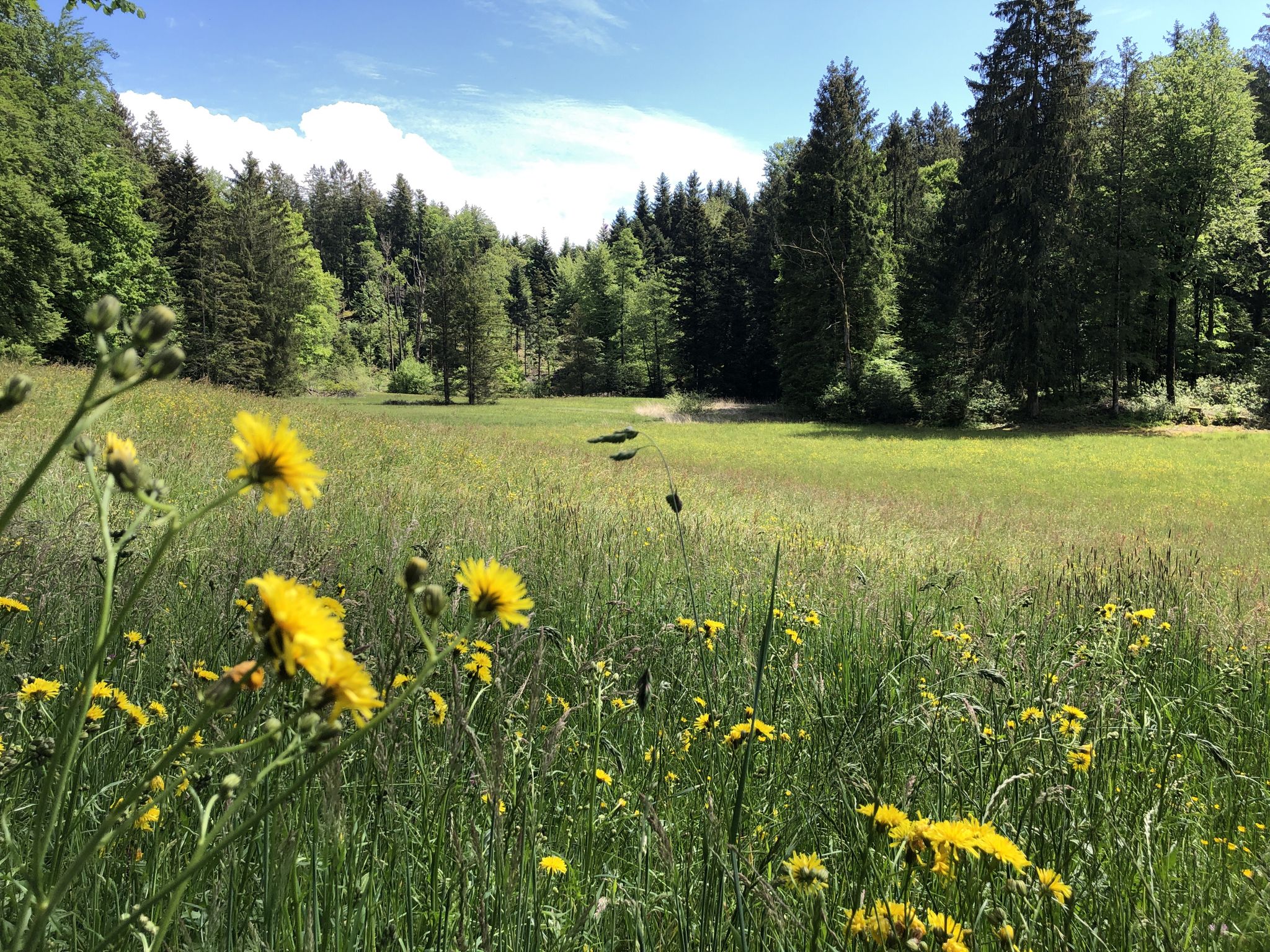 Schwerziried im Meggenerwald