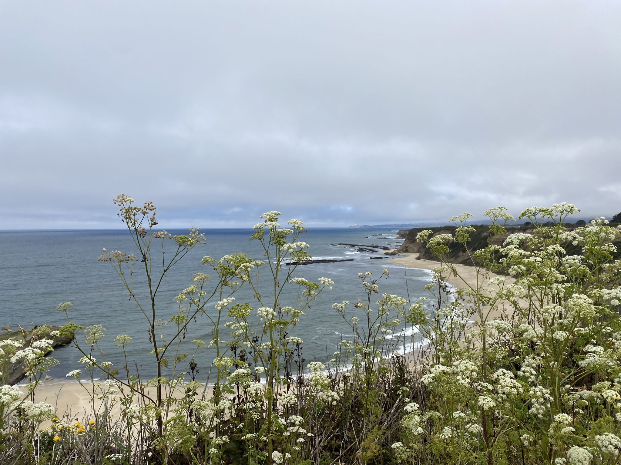 Coastal view with white wildflowers in foreground, beach, and ocean. - Whale Bone Beach loop from Seal Rock