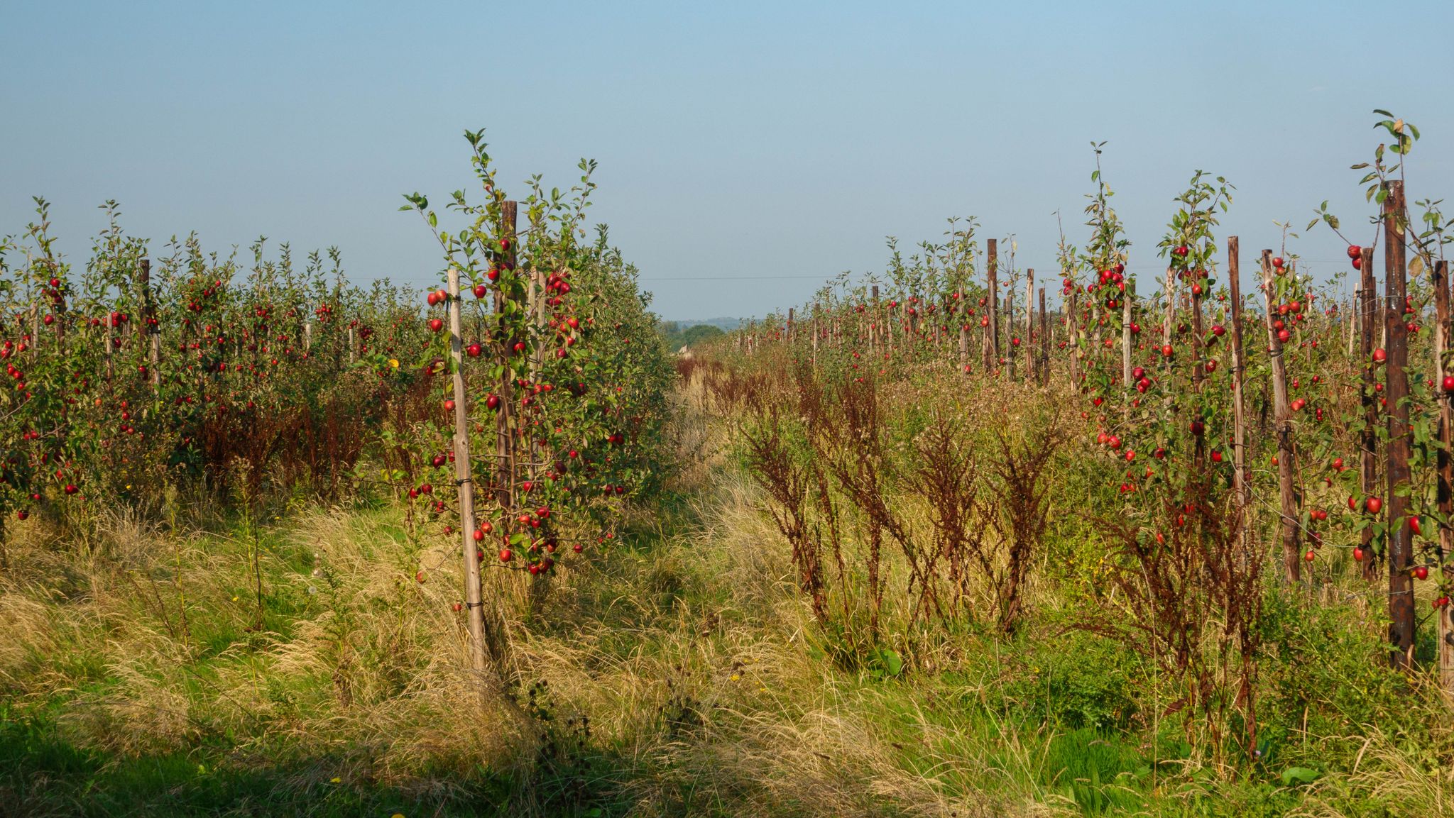 Land van Apple