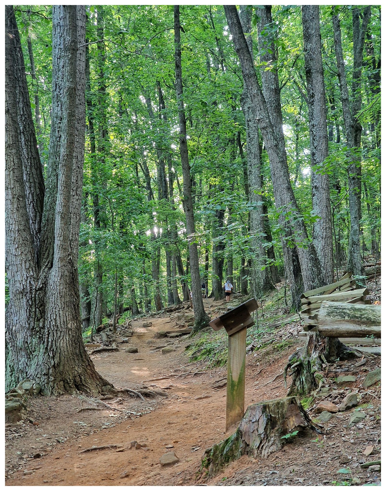 A steep, root-covered forest trail with tall trees and a distant hiker. - Environmental Trail and Brumby Camp Loop