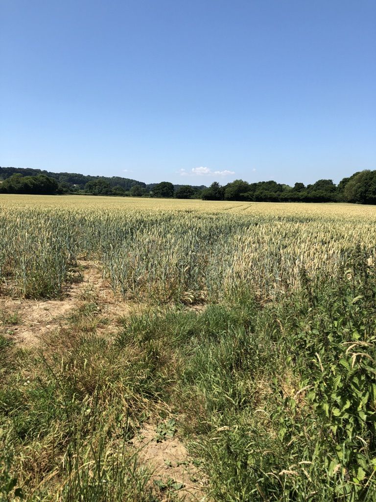 Towards the Hinton oak