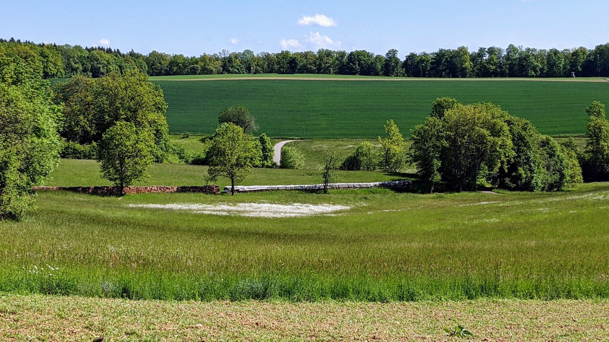 weißes Blütenmeer in Wiese Roigheim N