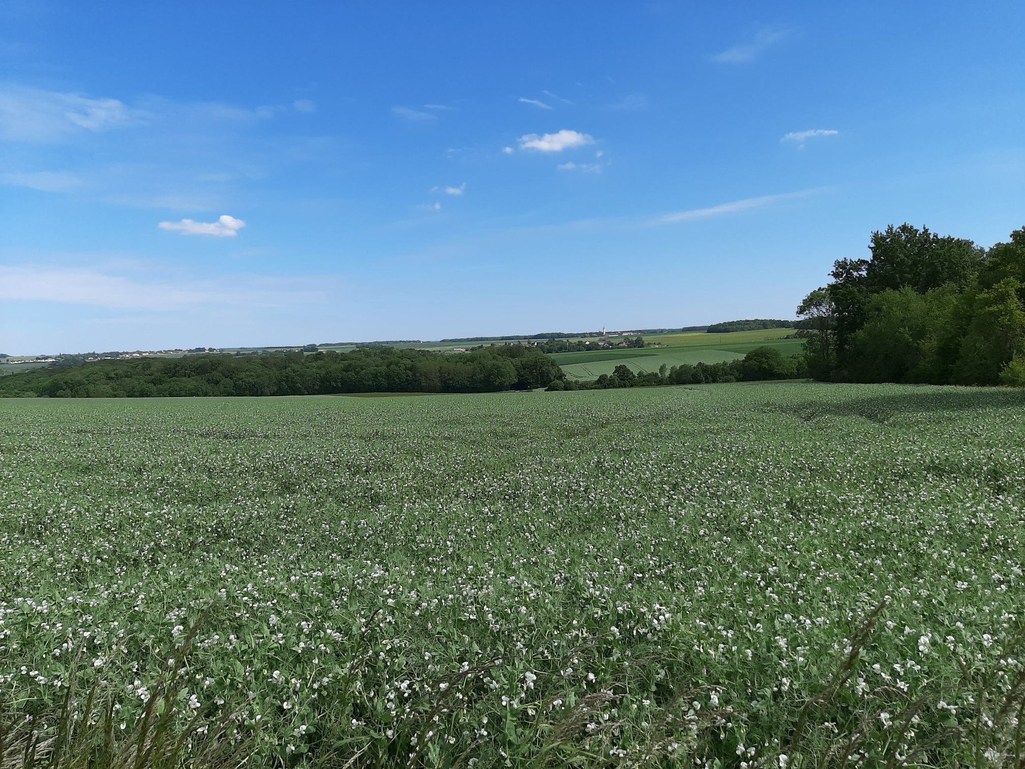 champs de pois et village de Blery