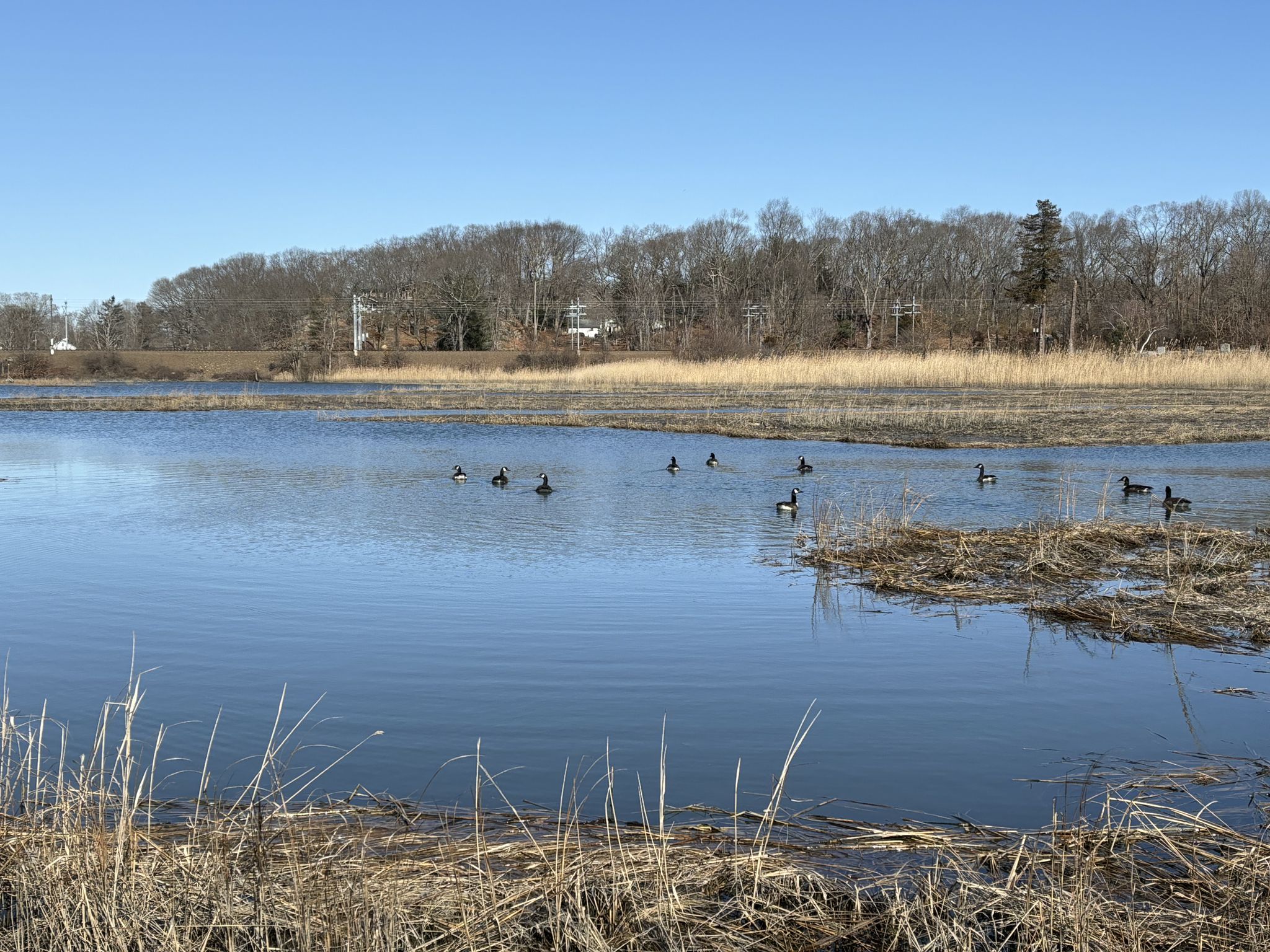 Several geese swim in a calm pond surrounded by dry reeds and trees. - Branford and East Haven Coastal Loop