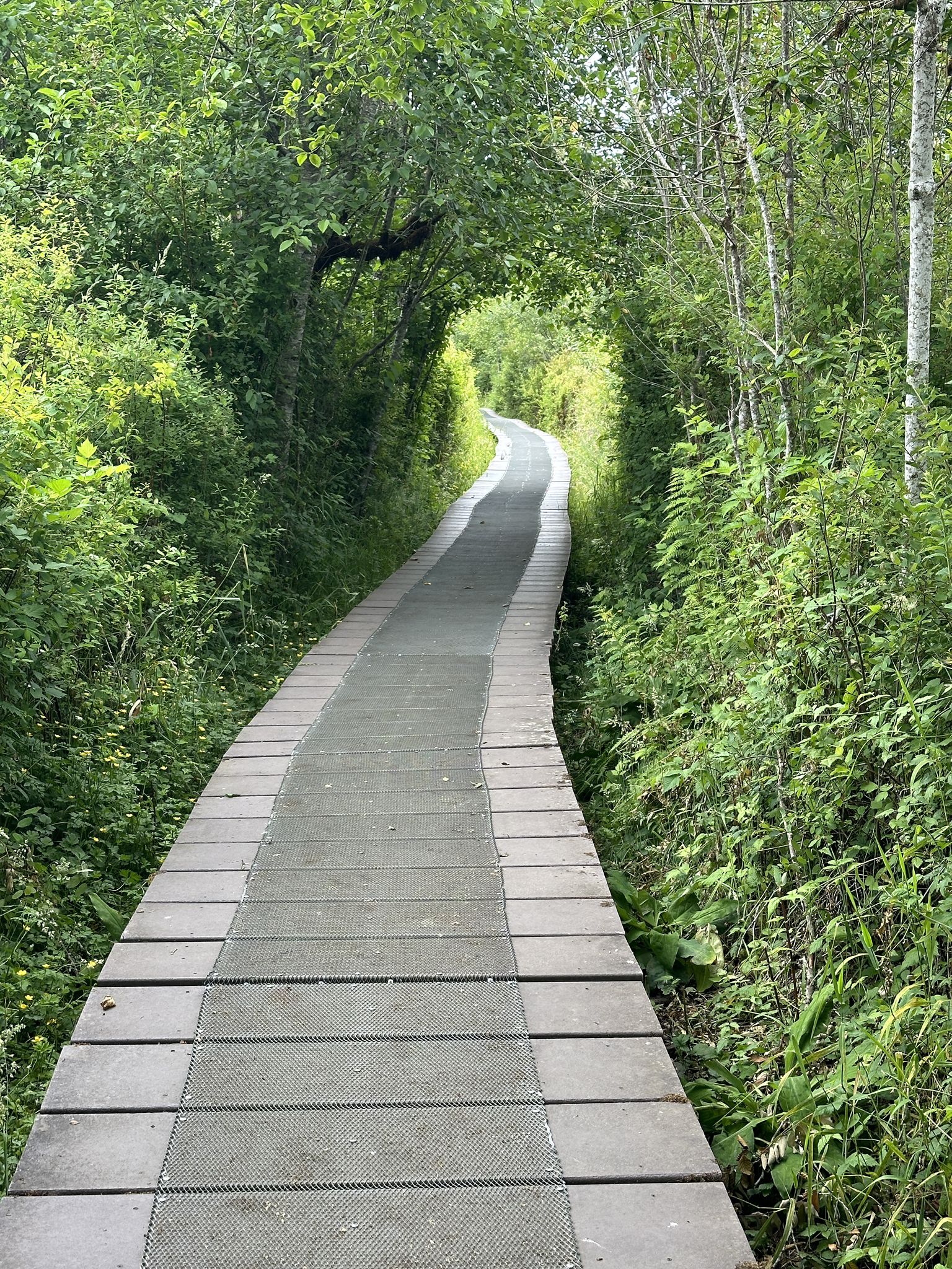 A wooden boardwalk winds through a tunnel of dense green foliage. - Lakefront Boats and Bites – Public Beach on Deep Lake loop from Millersylvania State Park