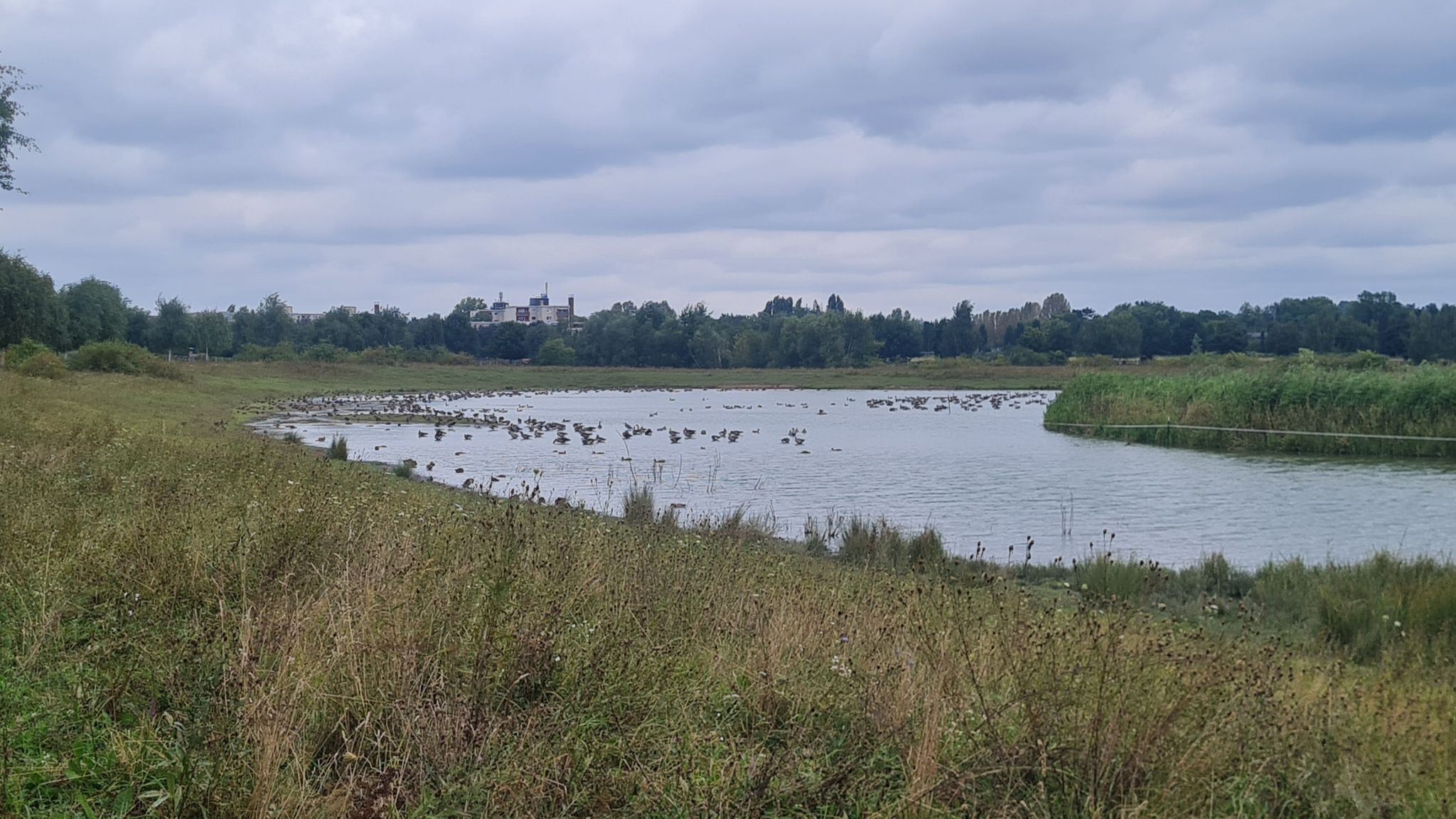 Wasserbüffelwiesen, heute ohne Büffel, aber mit 100en Gänsen