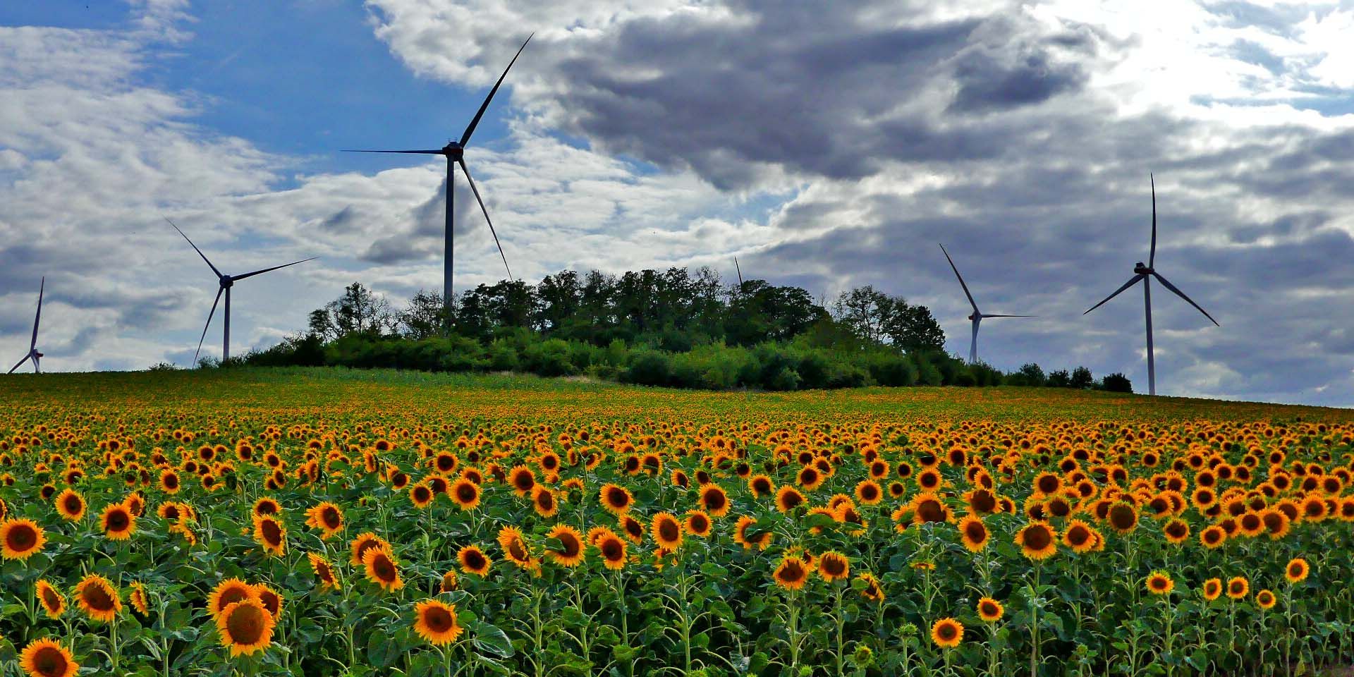 Bullenstedter Brocken mit Sonnenblumen