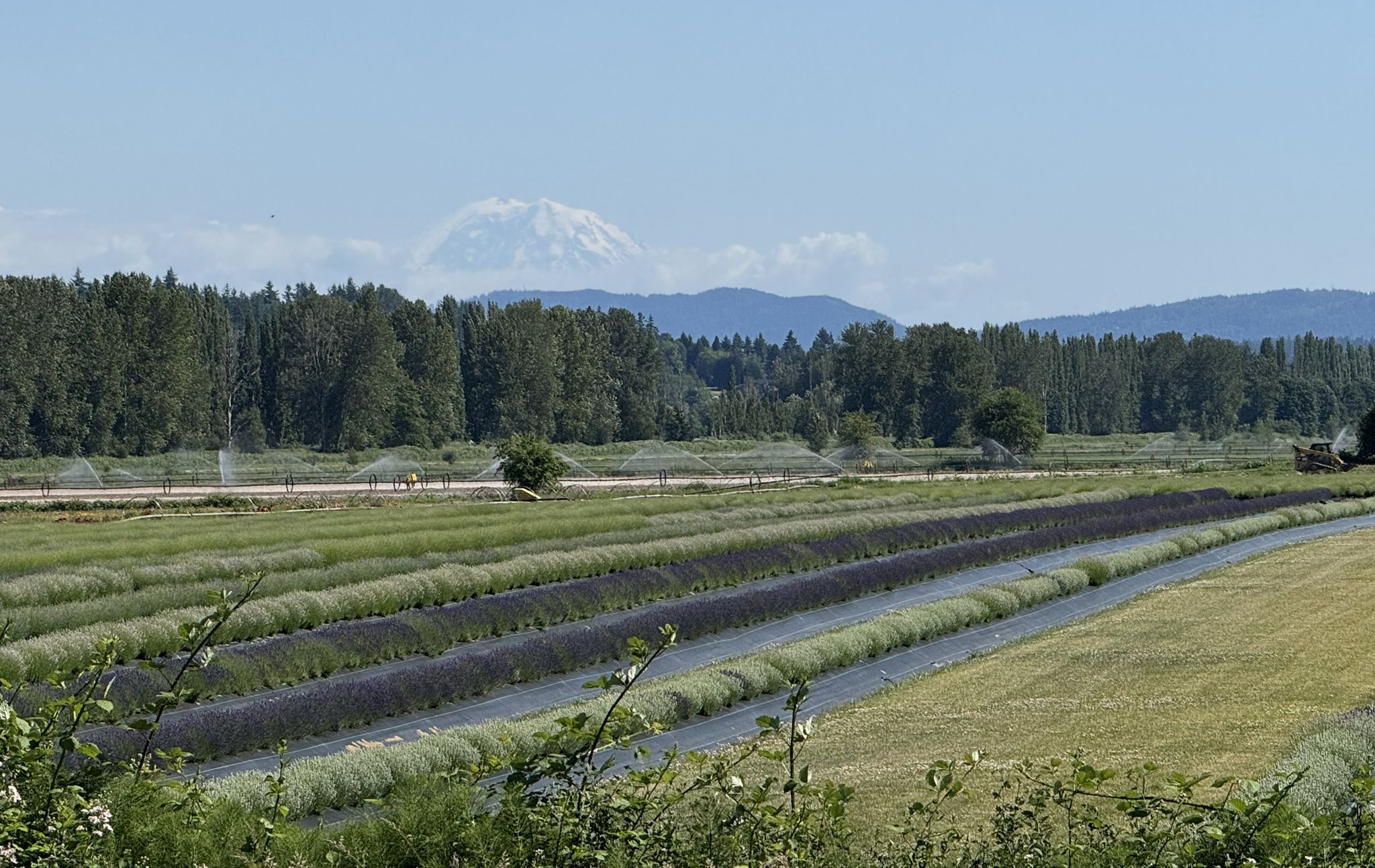 Lavender fields with sprinklers, distant snow-capped mountain under clear sky. - Bridge Over Sammamish River – Sammamish River Bridge loop from Shoreline North/185th