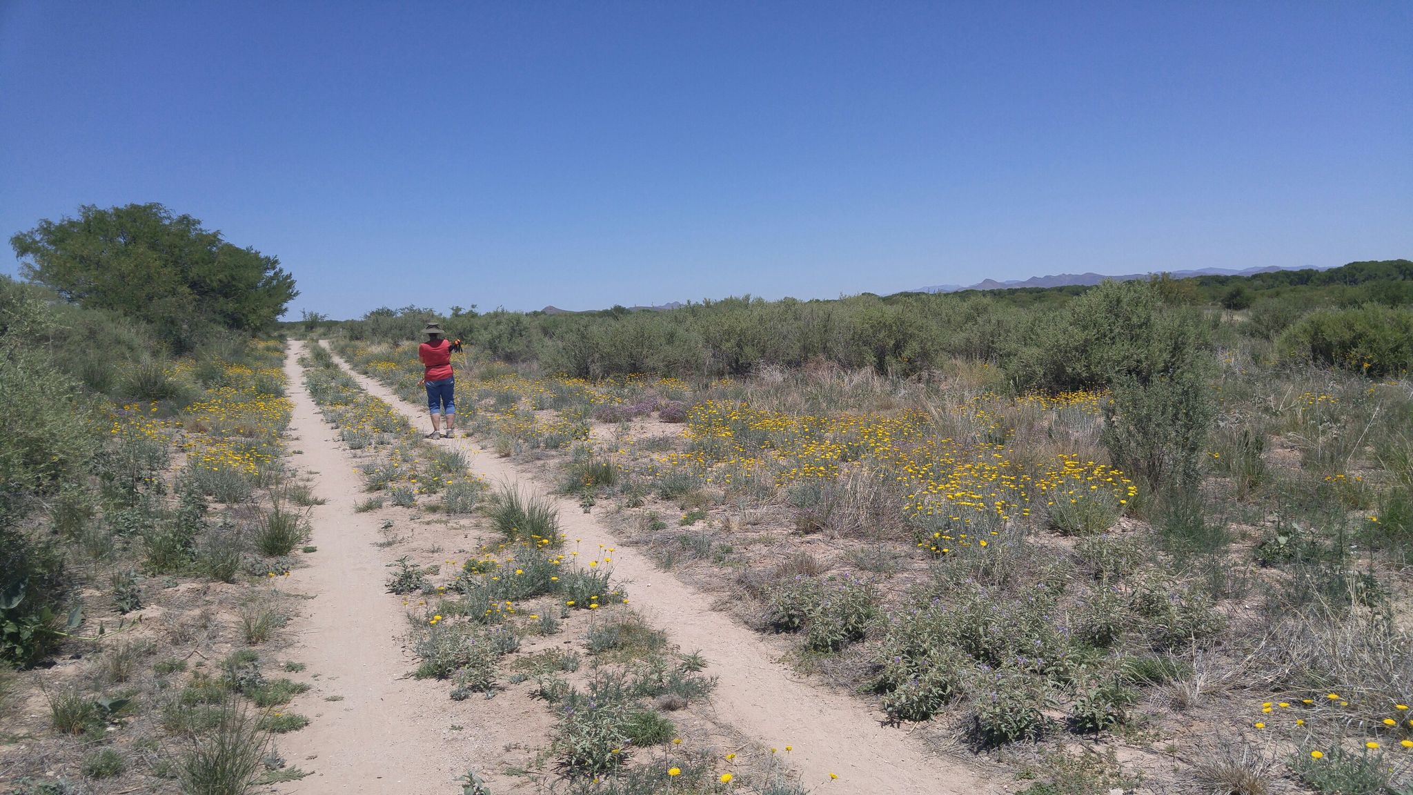 Person in red shirt on a sunny dirt path through arid scrubland. - San Pedro Trail – Black Phoebe Pond loop from San Pedro House
