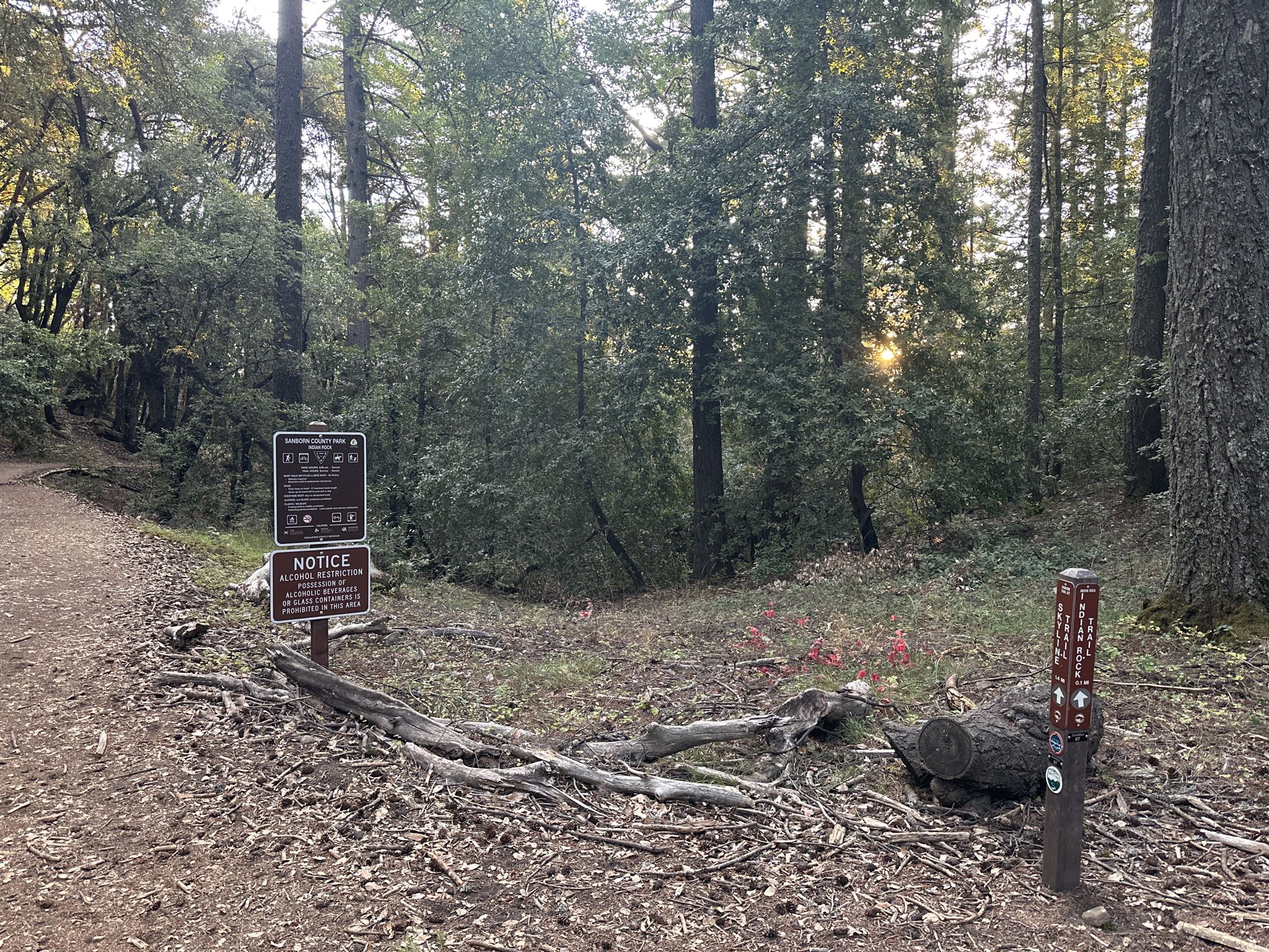 A forest trail intersection with signs, sunbeams filtering through trees at sunset. - Summit of Sanborn County Park – Indian Rock loop from Sanborn County Park