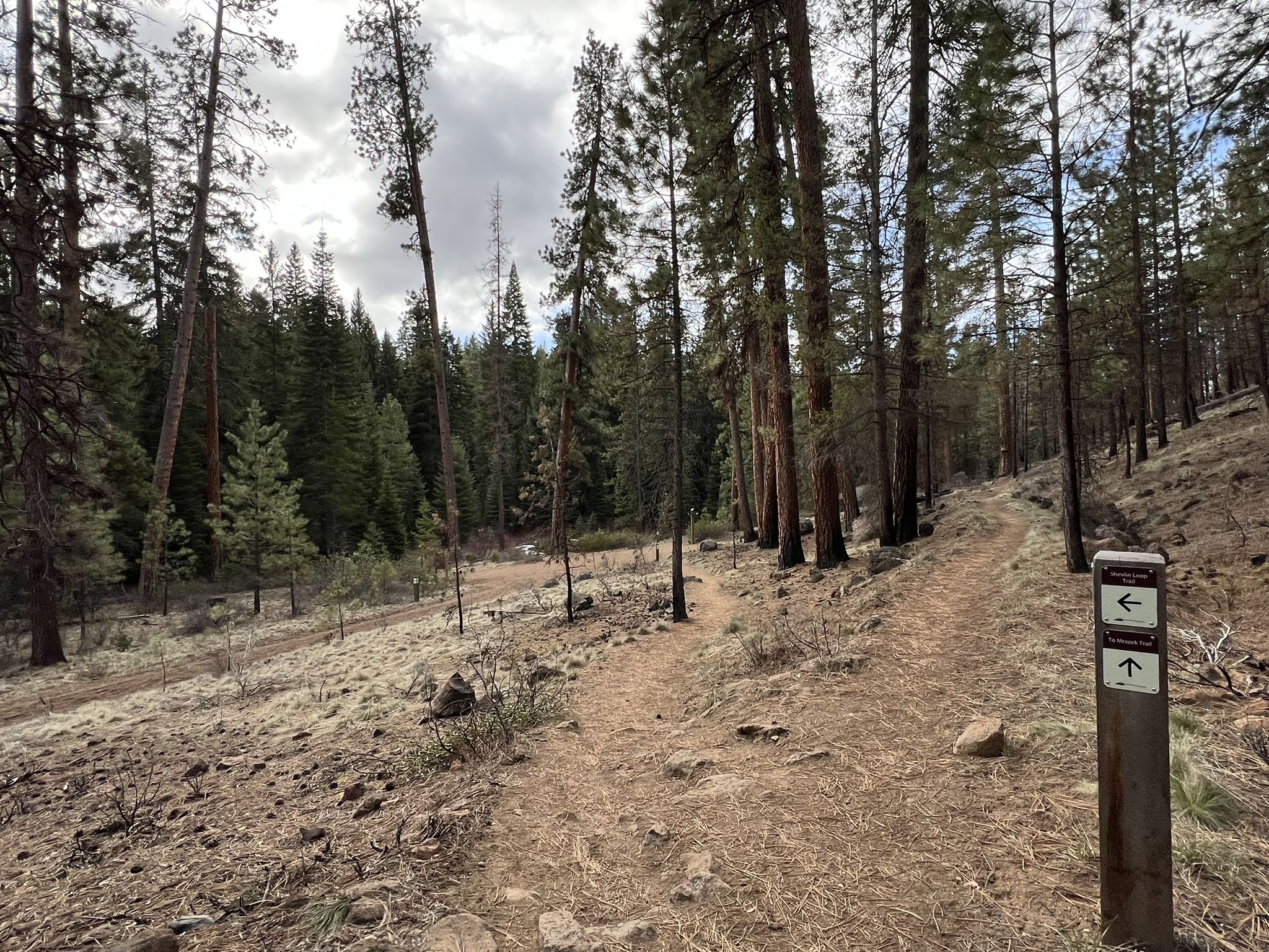 A dirt trail forks in a pine forest under an overcast sky. - Shevlin Park Loop