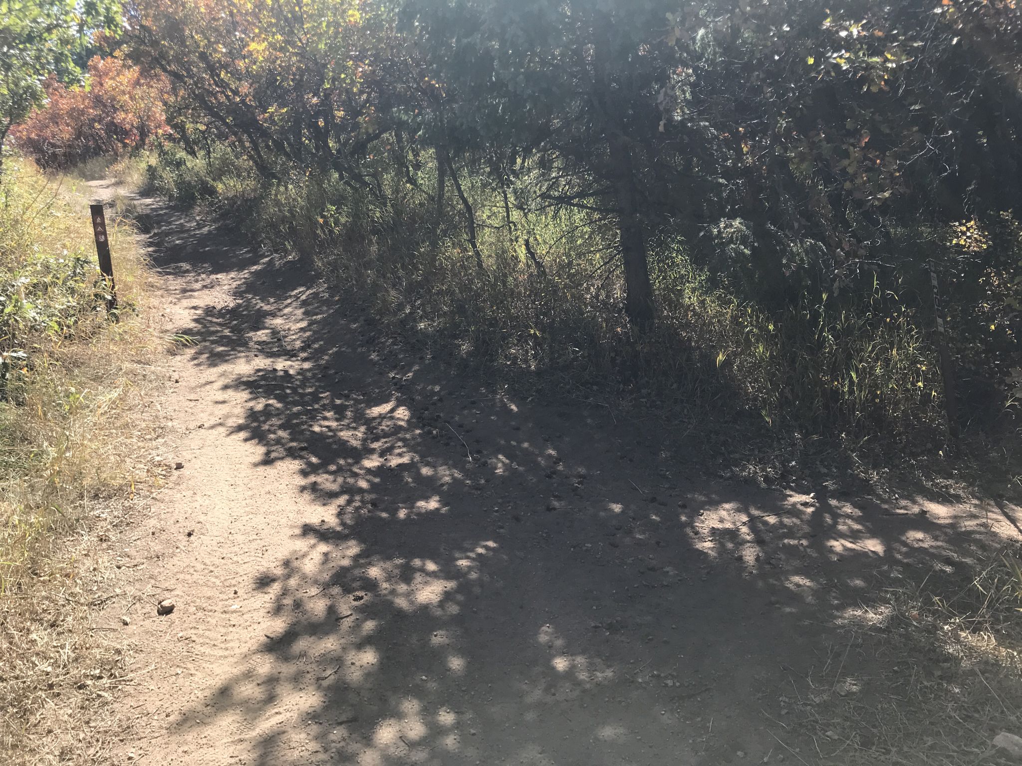 Dirt trail winding through shaded vegetation with dappled sunlight and shadows. - Indian Creek Loop