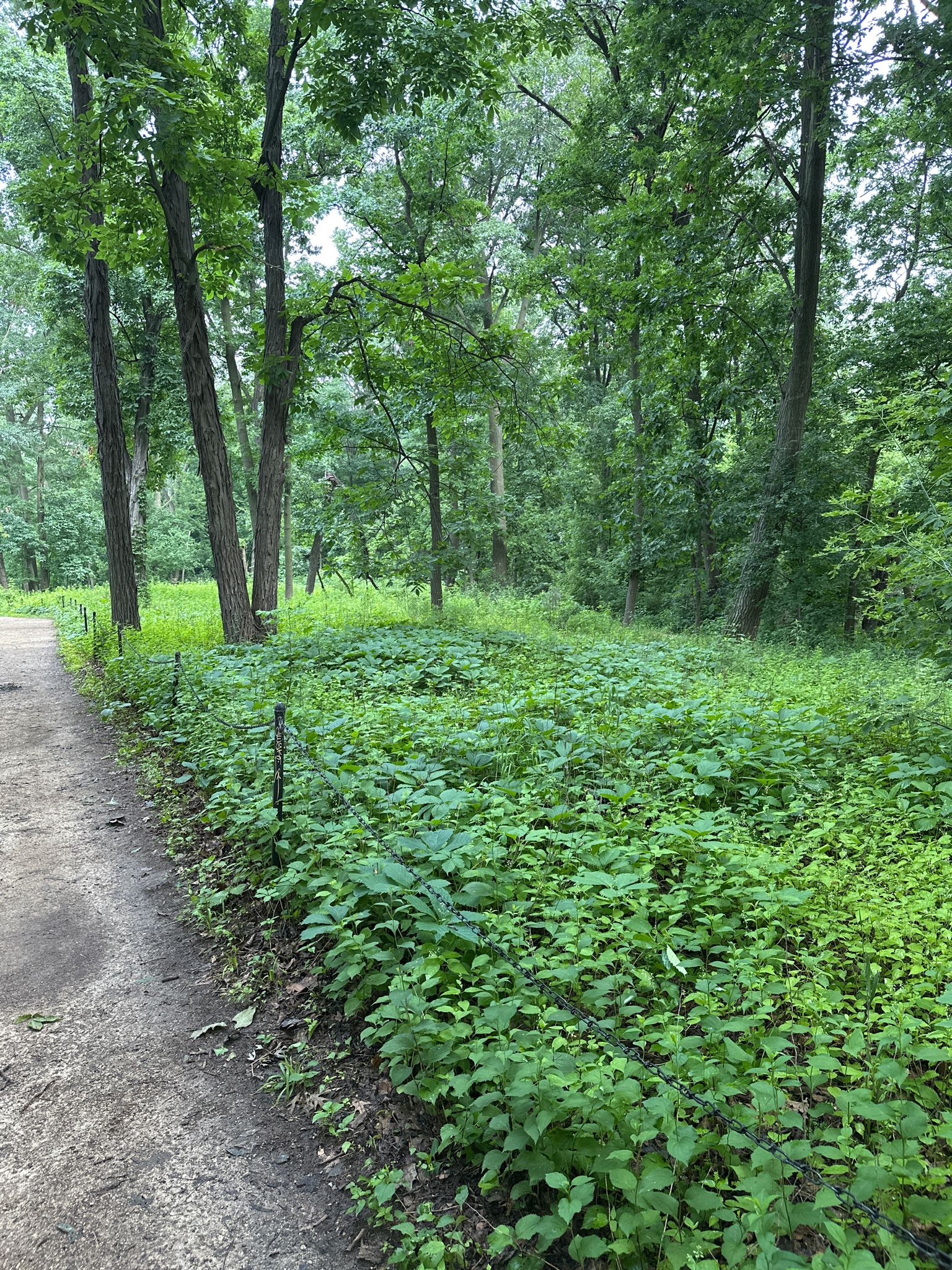 Dirt path next to a dense green forest with tall trees. - Picnic Point Marsh Loop