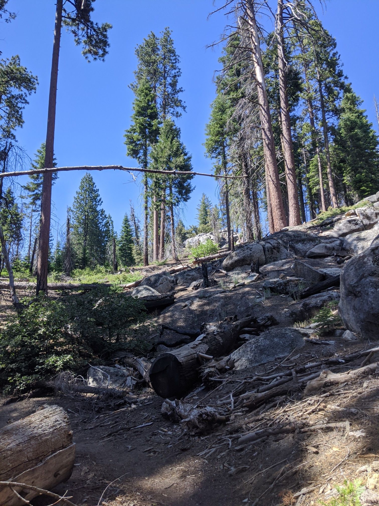 A steep, rocky hillside covered in tall pine trees under a blue sky. - Viola Falls