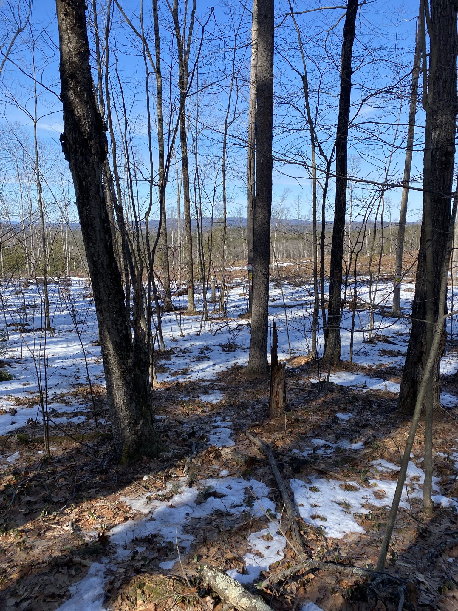 Snowy forest floor with bare trees under a bright blue sky, showing a distant tree line. - Riley Property – Contoocook River Park loop from Concord Rotary Island Park