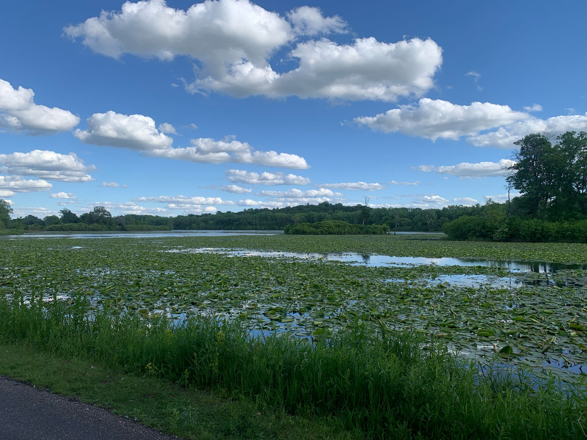 Sunny day over a lake covered in green lily pads, with distant trees. - Lake Normandale Loop Trail