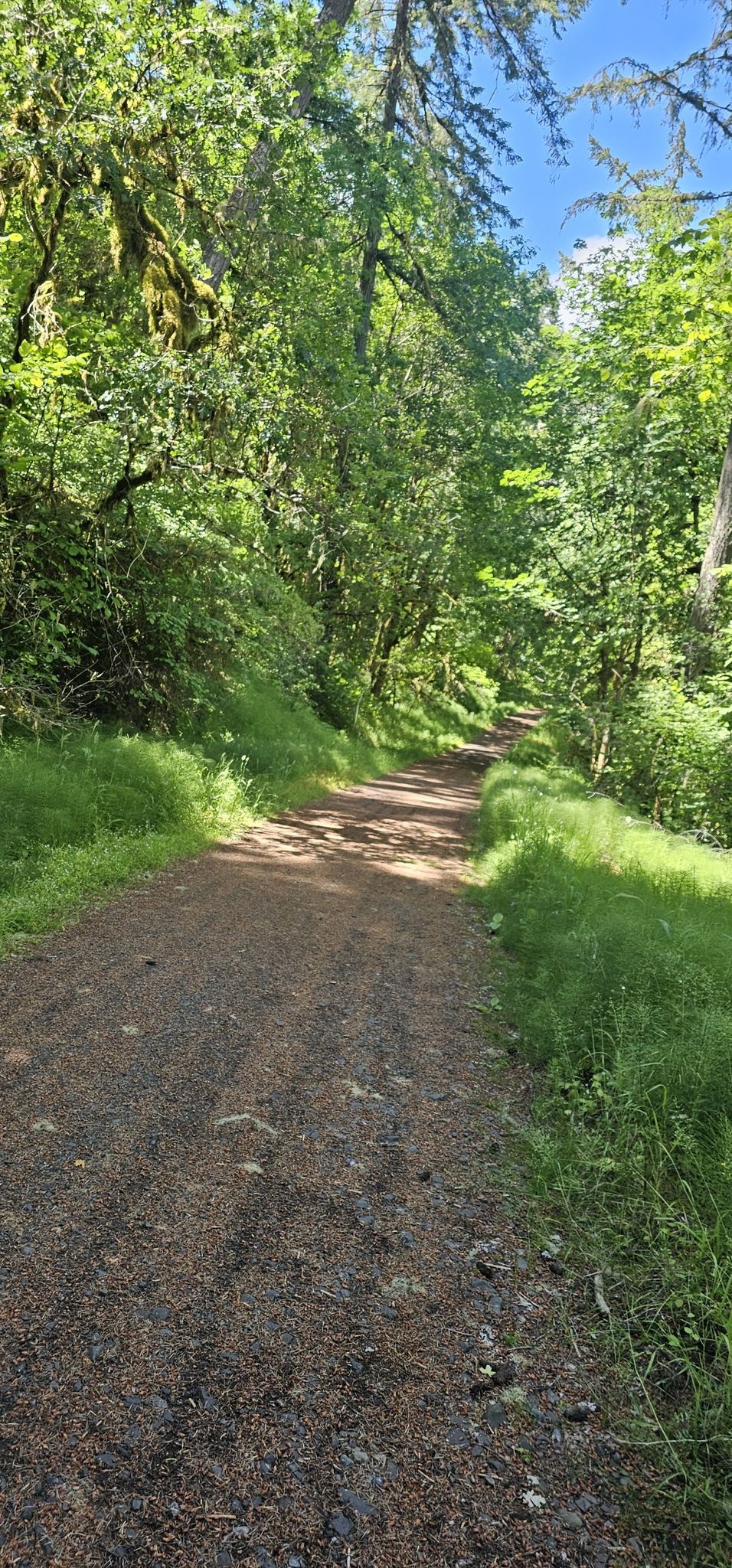 A sunlit dirt path winds through a lush green forest. - Uproute Extendo Loop