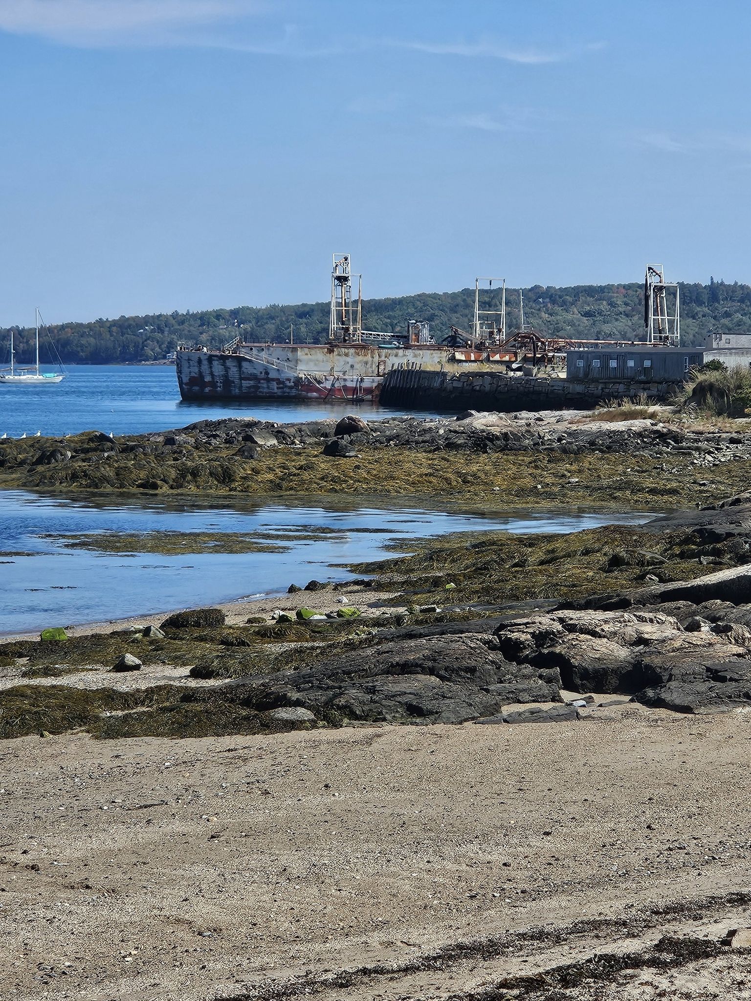 A large, rusty industrial ship docked by a rocky, seaweed-covered shore on a sunny day. - Rockland Harbor Trail