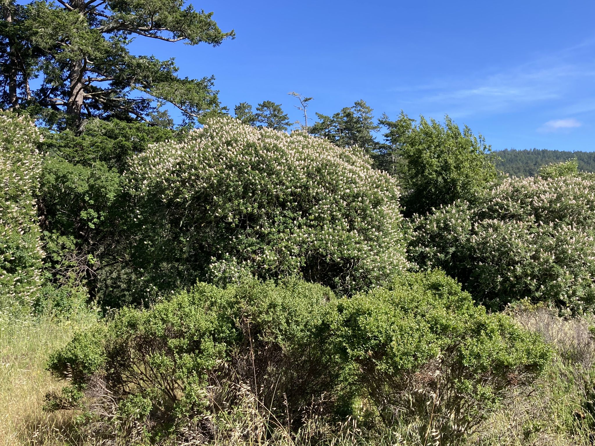 Dense green and flowering bushes under a bright blue sky. - Sam McDonald Park Trailhead – Pescadero Creek Road loop from Pescadero
