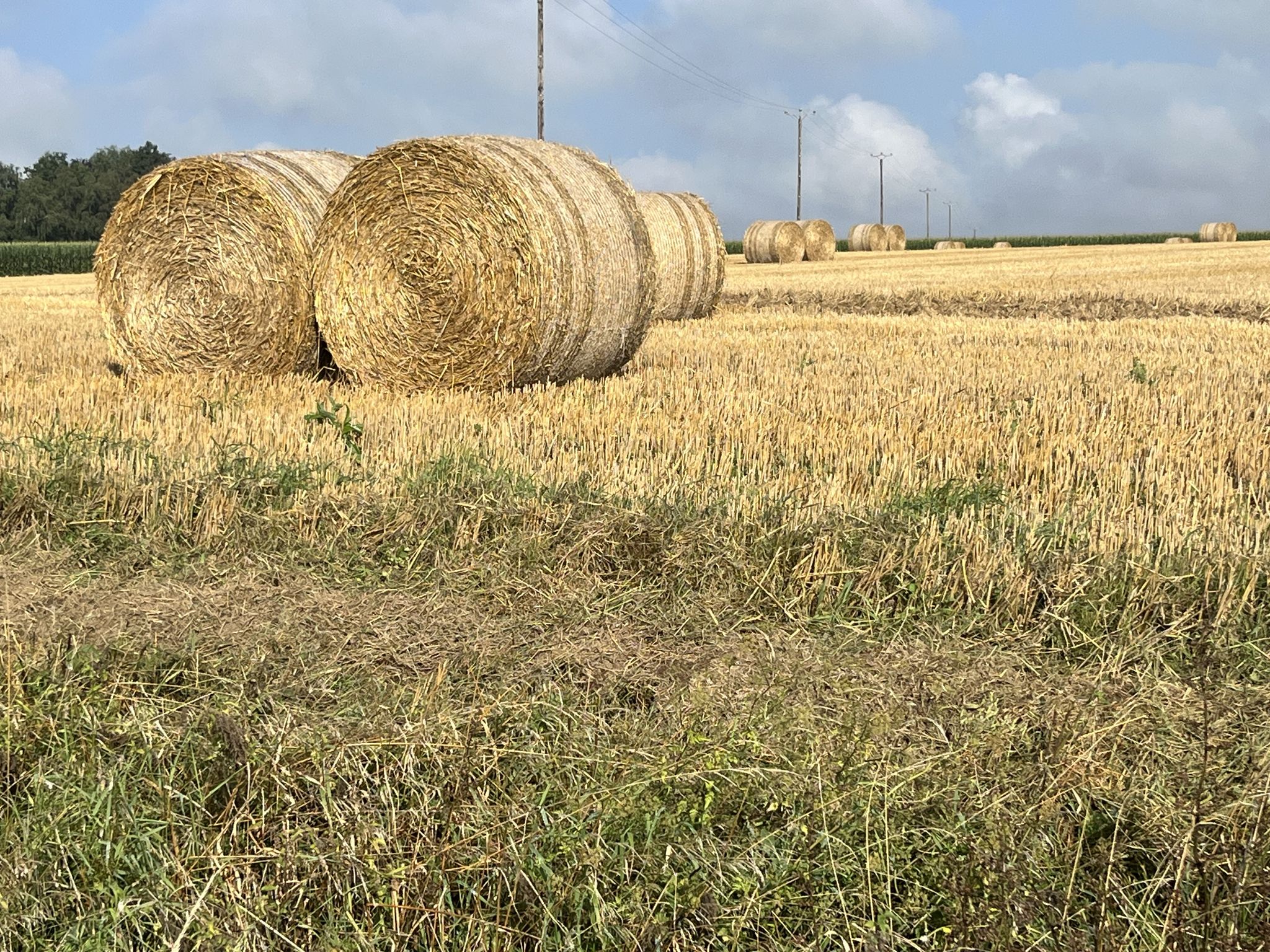 Hazebrouck, agriculture