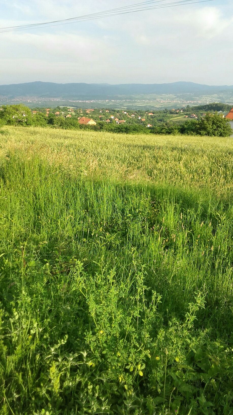 Drača hill