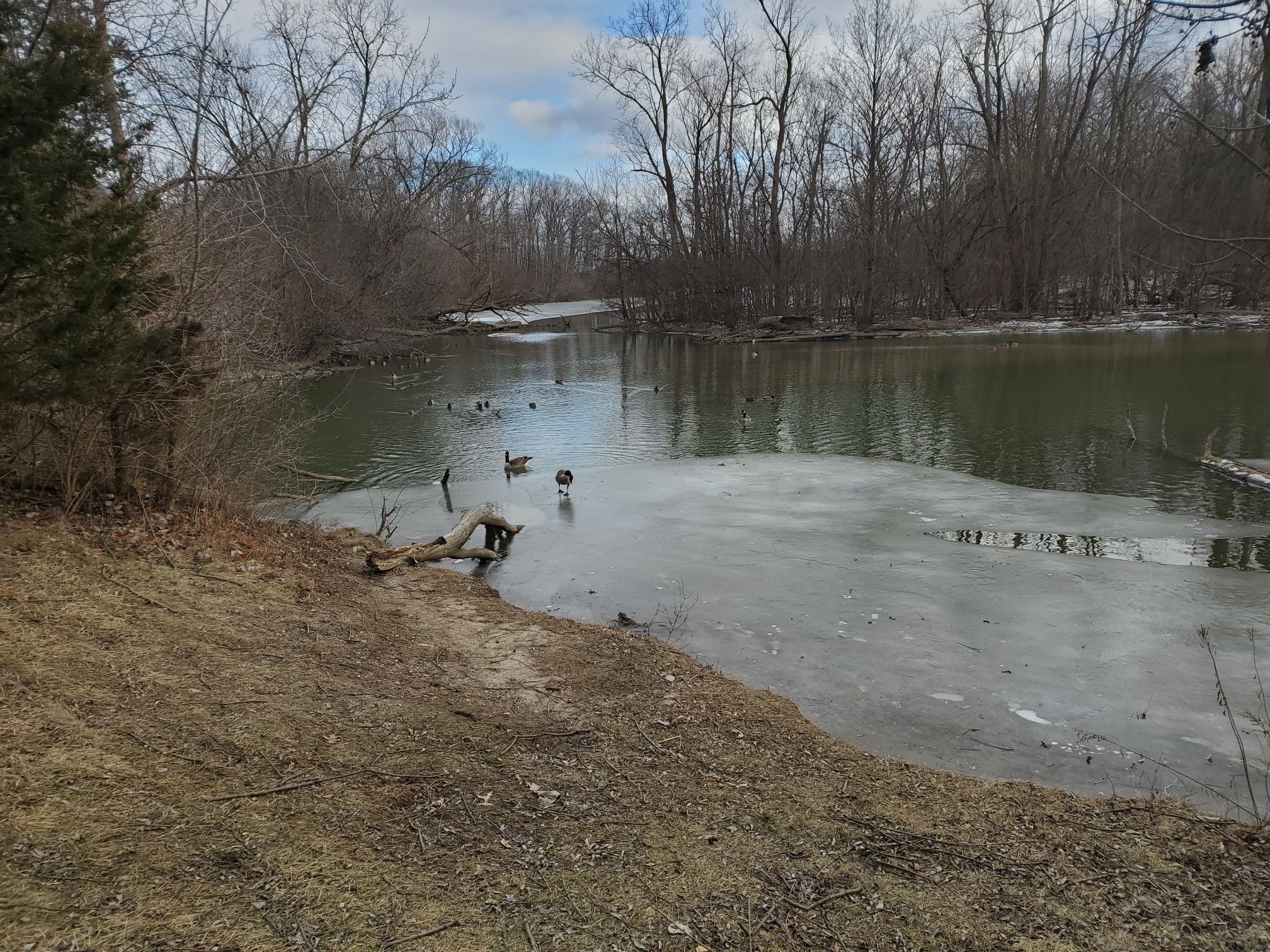 Ducks and geese swim in a partially frozen lake surrounded by bare trees. - Newburgh Pointe – Sumac Pointe Recreation Area loop from City Park