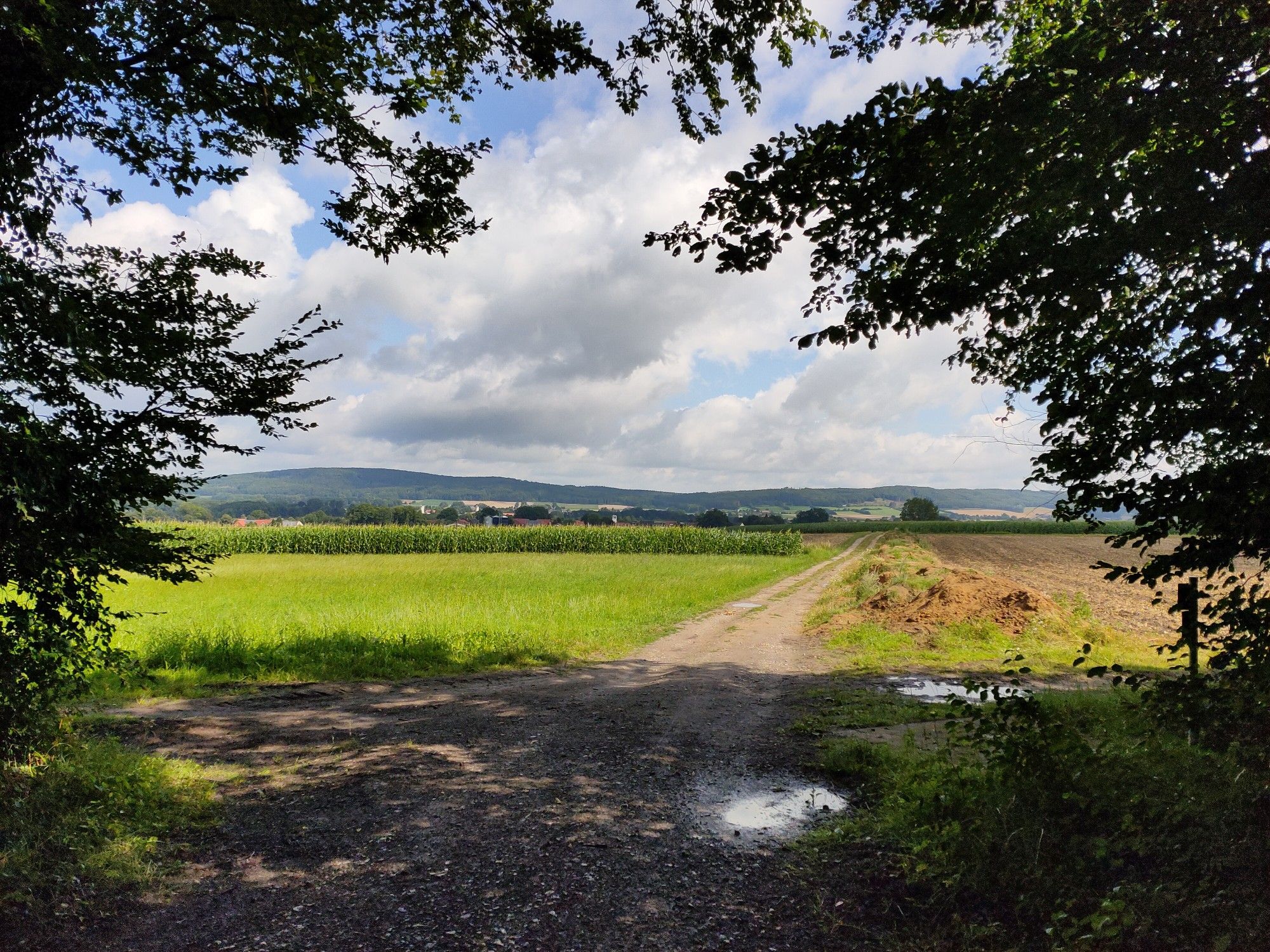 Blick aus dem Wald 🙃