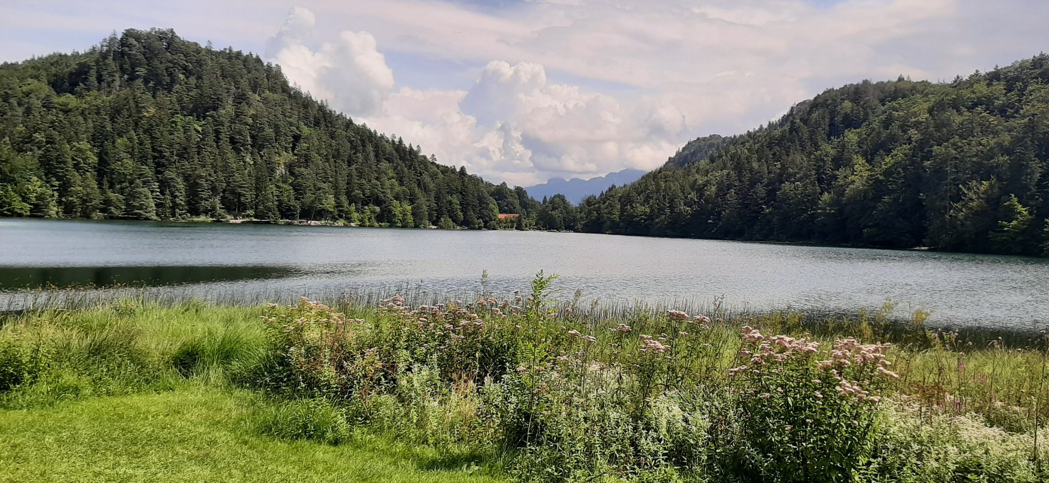 ..Alatsee...