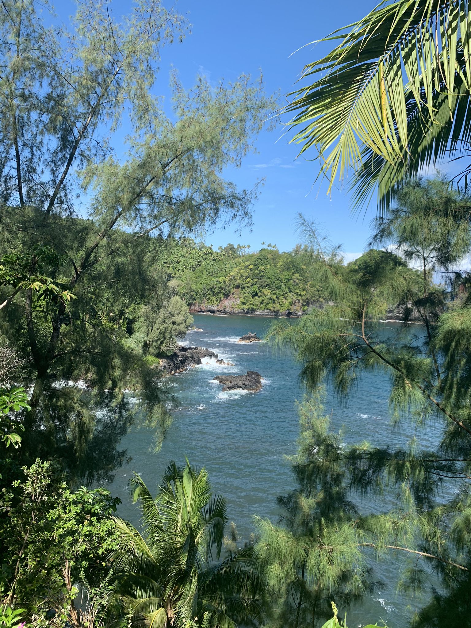 Sunny view of a tropical bay through dense green foliage. - Hilo to Old Mamalahoa Hwy loop