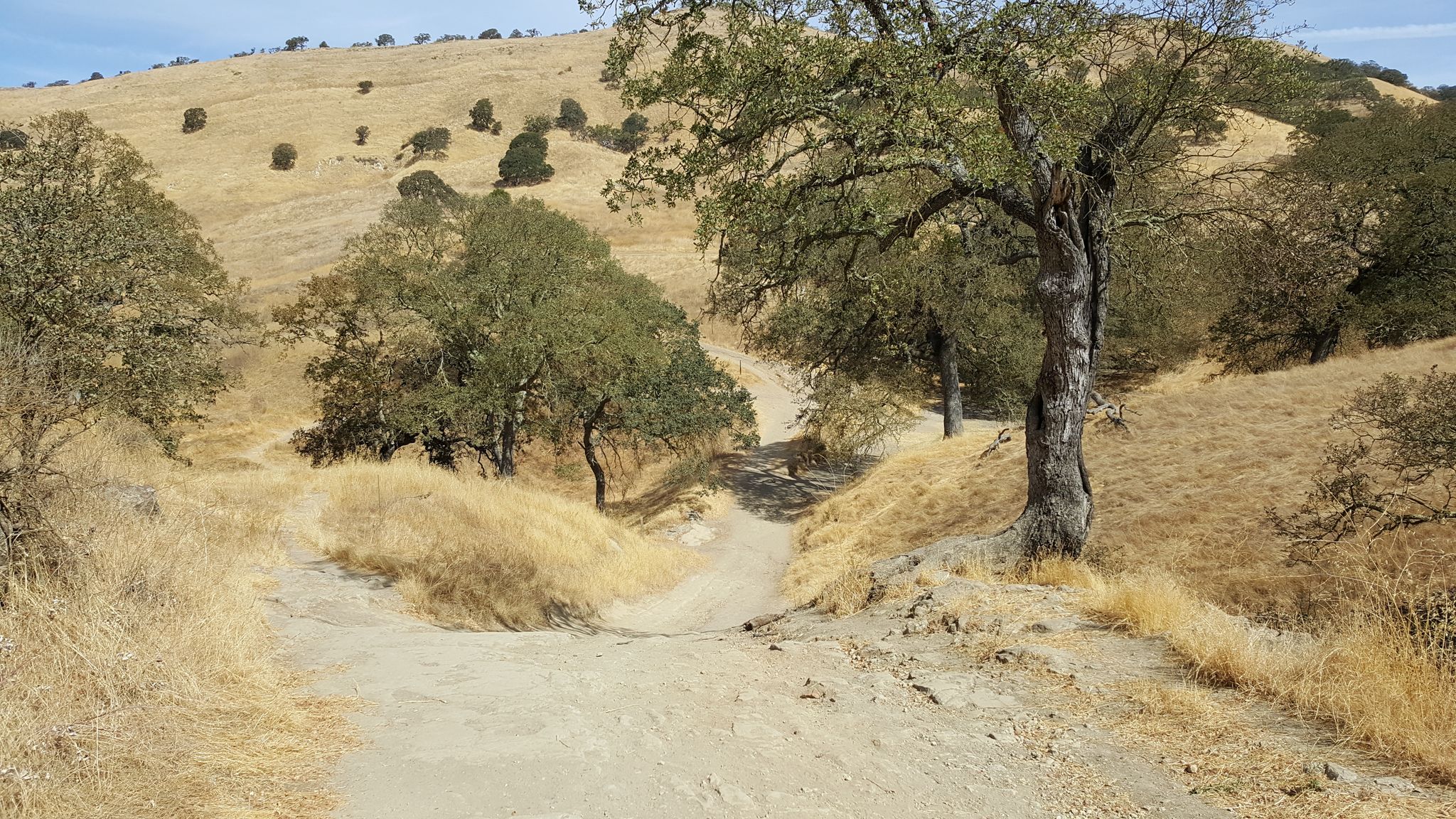 Dirt road splitting into two paths through dry golden hills. - Kovar and Ridge Top Trail Loop