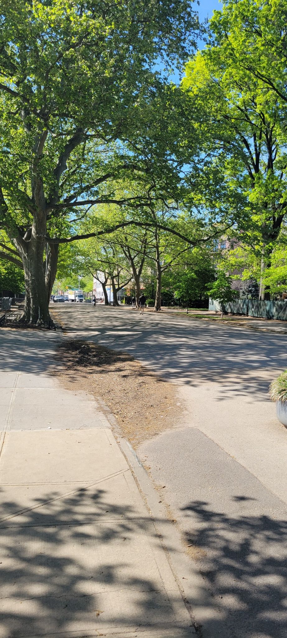 Bright daylight illuminates a tree-lined street with dappled shadows on the ground. - McCarren Park Loop