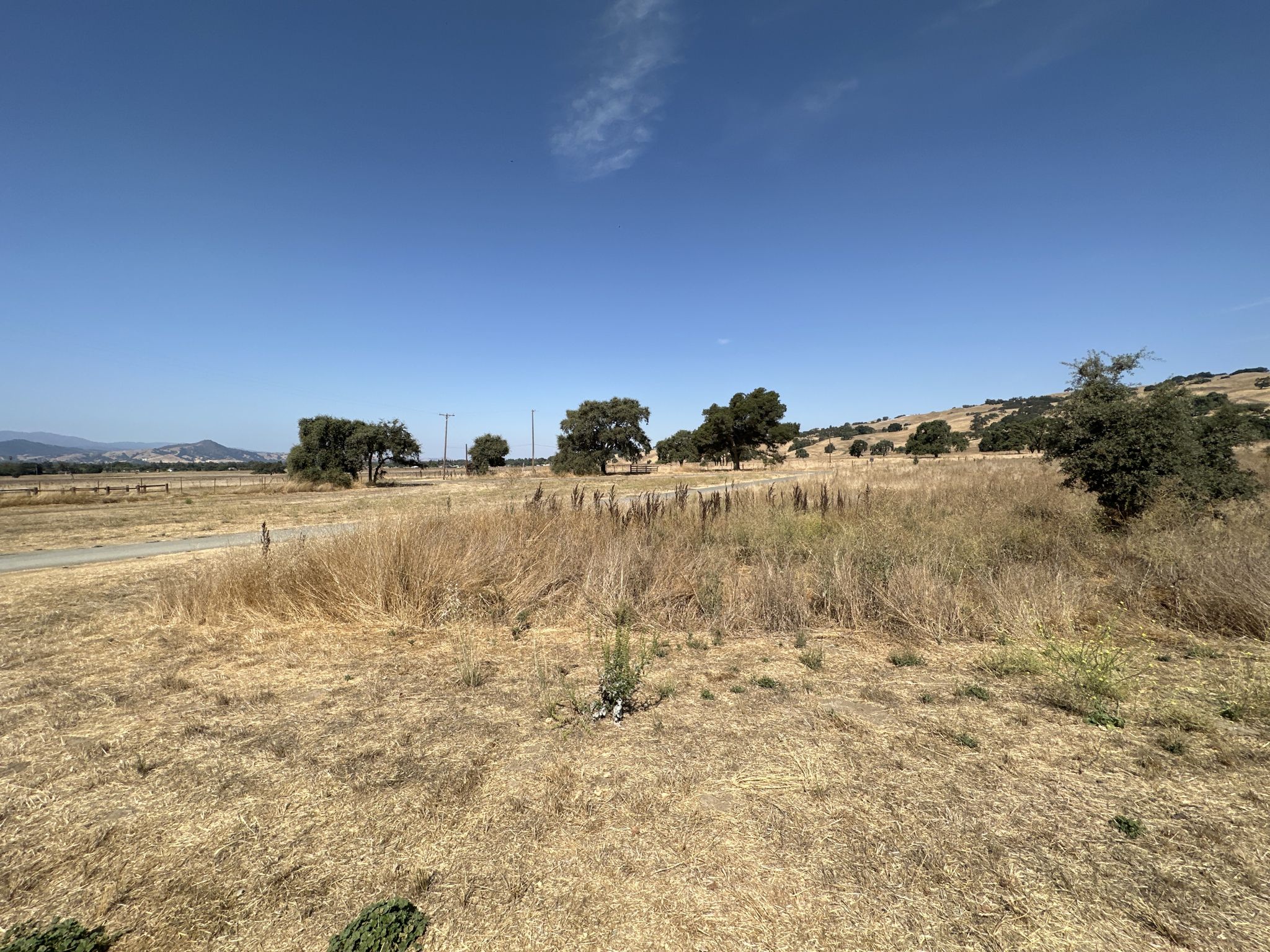 Dry grassy field with scattered trees and distant hills under a bright blue sky. - Willow Springs Trail – Townsprings Trail loop from San Martin
