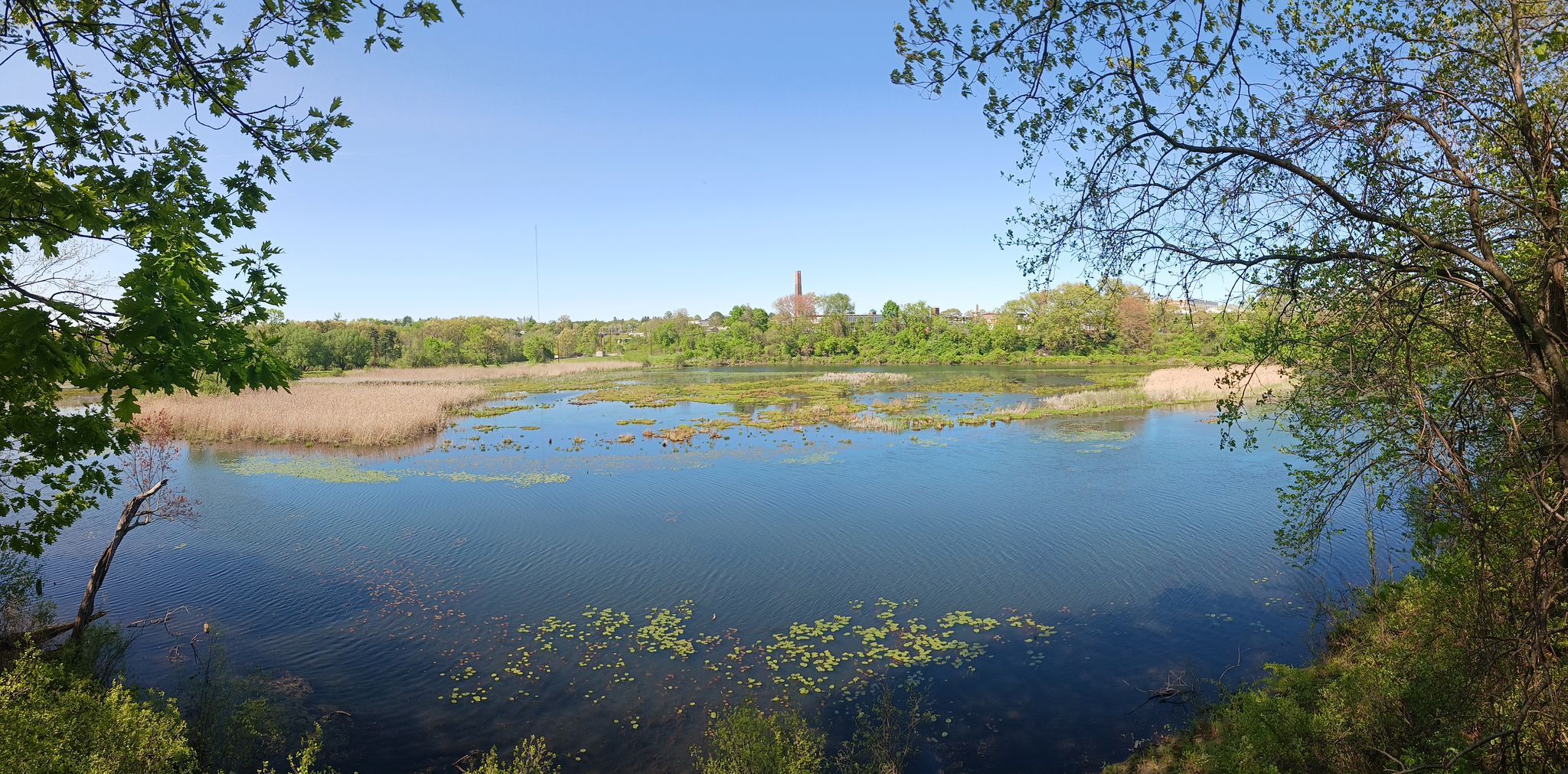 Sunny panoramic view of a wide marshy lake with distant buildings. - Tow Path