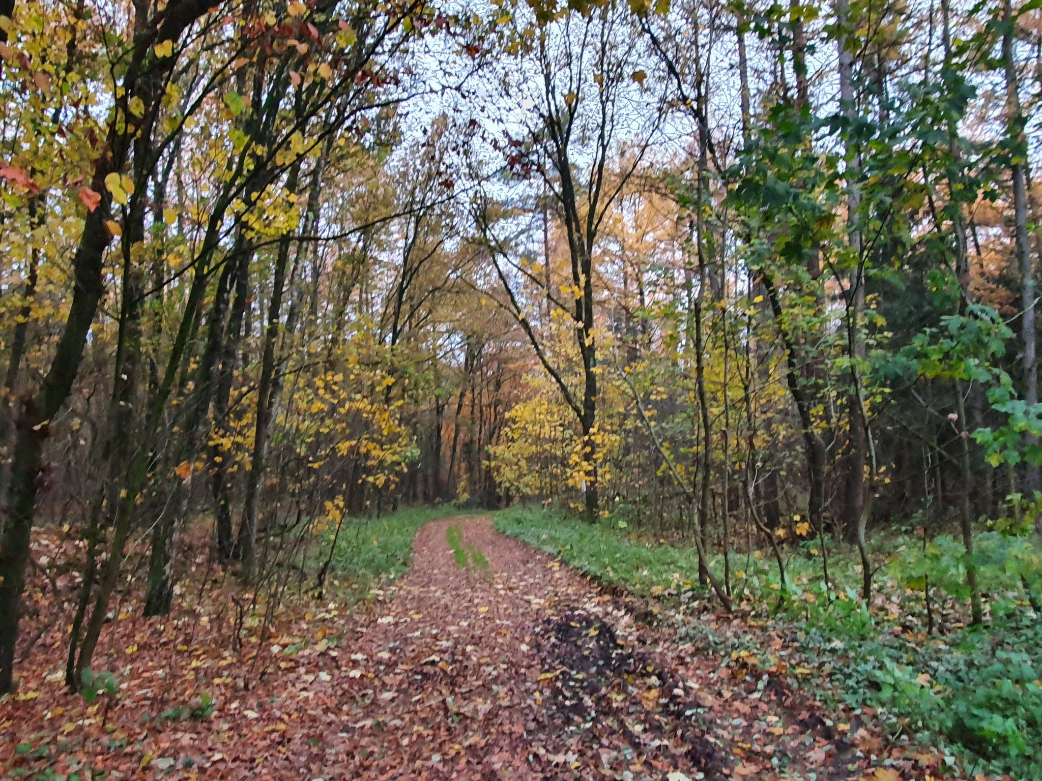 Herbstlich gefärbter Wald.
