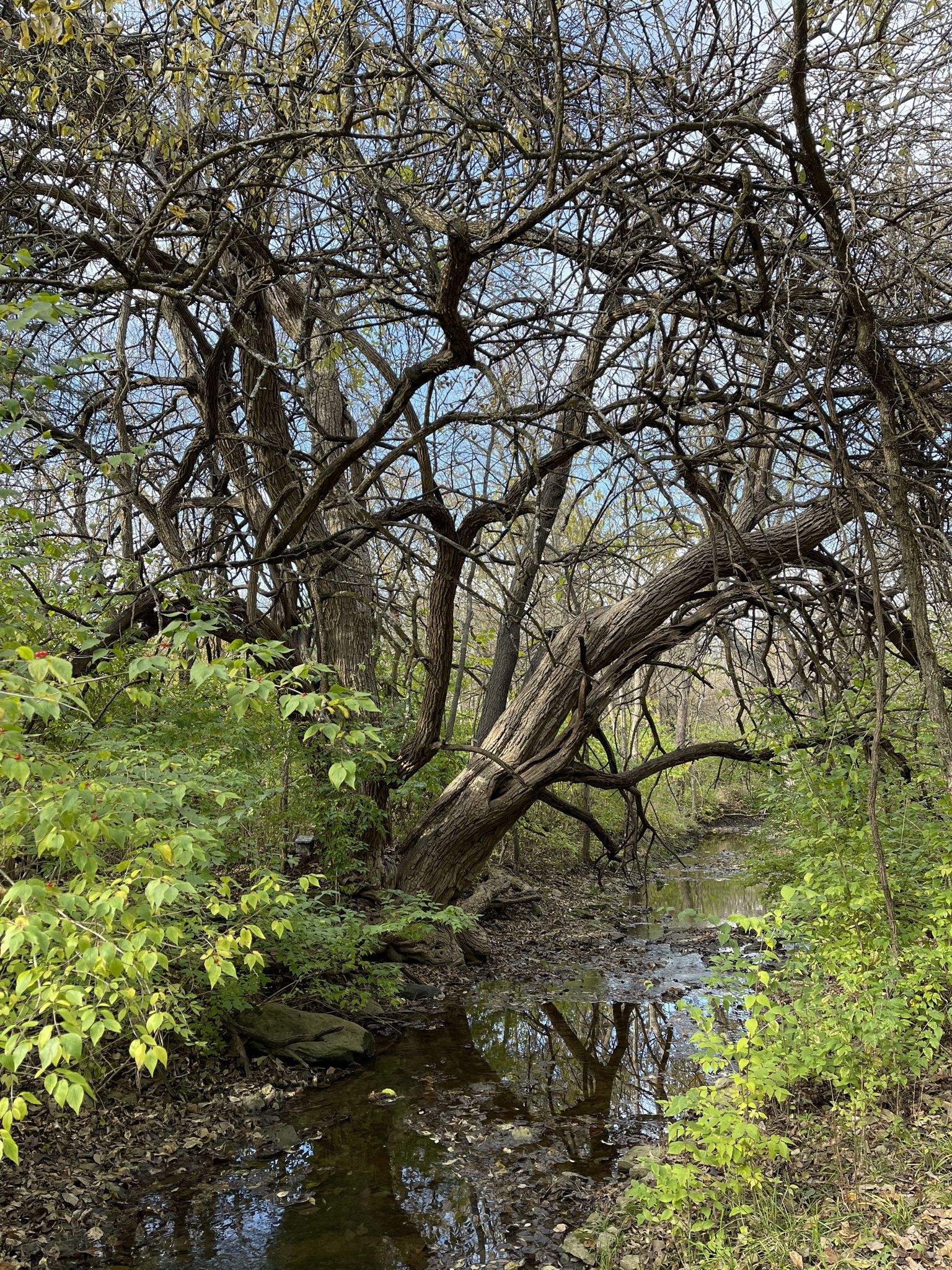 Gnarled tree branches overhang a narrow stream in a lush forest. - Prairie Center Pond loop from First Assembly of God Church