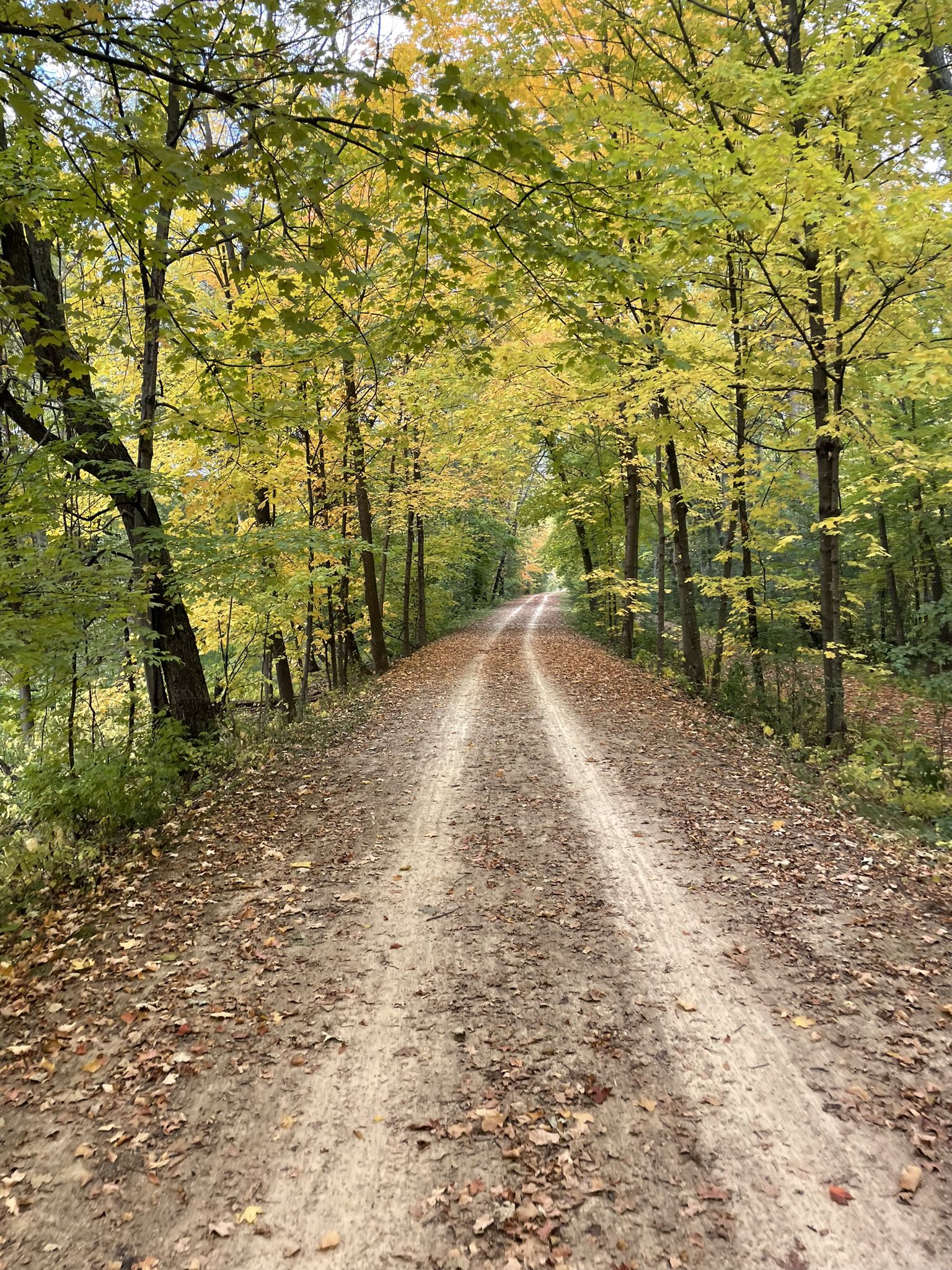 A dirt path with tire tracks through a forest of yellow-green autumn trees. - Luce Line State Trail