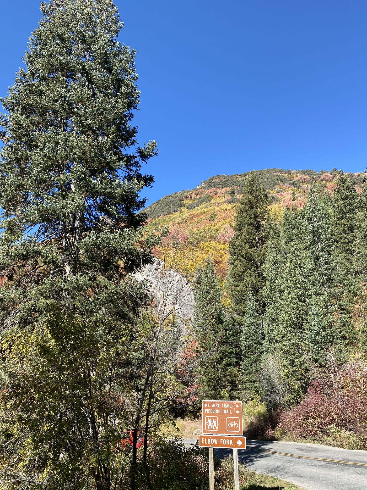 Sunny autumn mountain slope with vibrant trees, tall evergreens, and a trail sign. - Elbow Fork Trailhead – Mill Creek Canyon Road loop from Congregation Kol Ami
