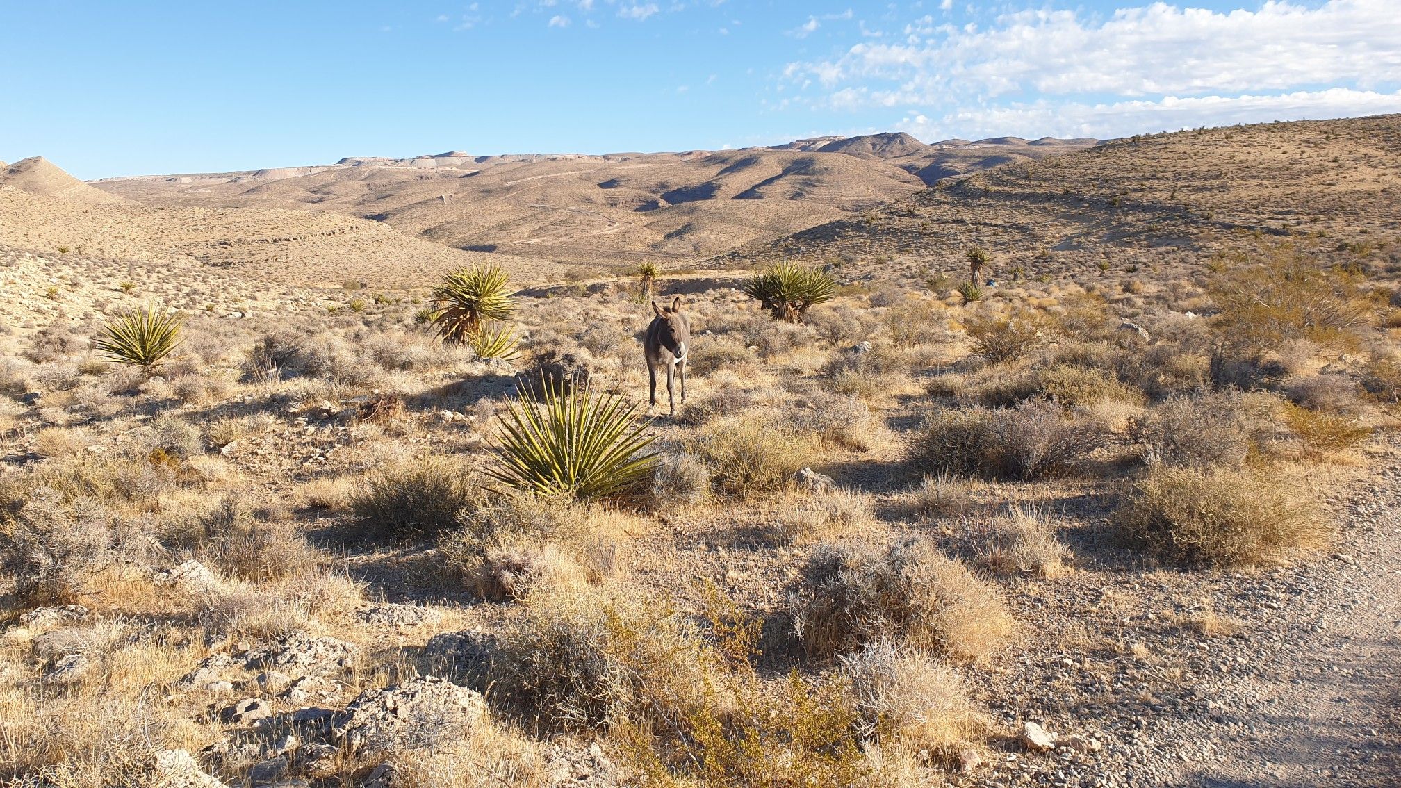 A donkey walks away on a desert path surrounded by yucca and scrub. - Shattered Glass and Landmine Loop