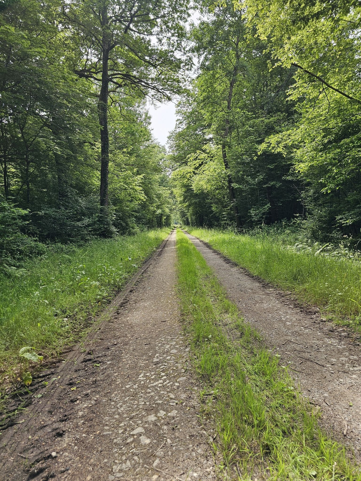 ein ausgebauter Weg 😁 sogar ziemlich lang 😂