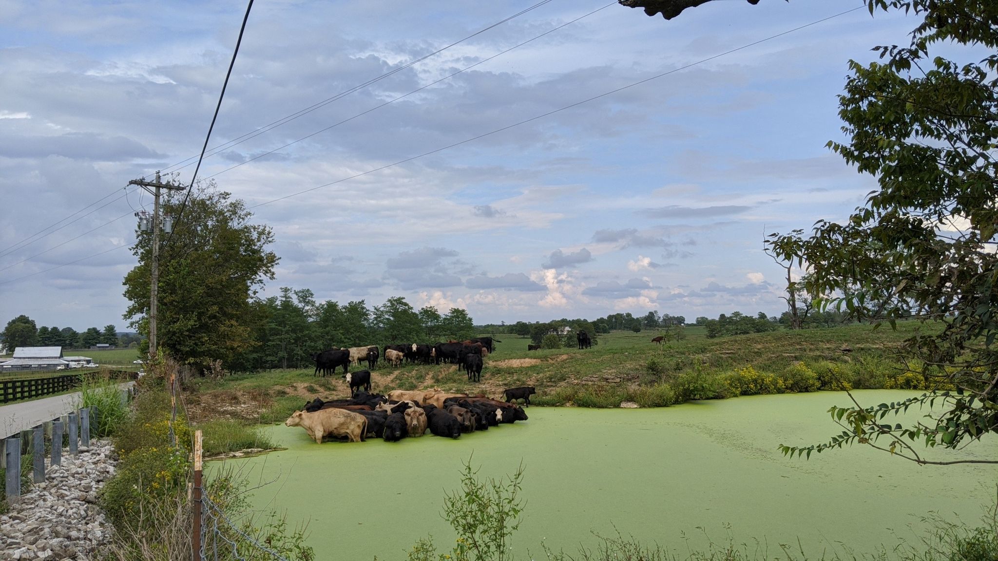 Cows gathered around a green pond in a grassy field under cloudy skies. - Bluegrass Bike Tour: Lexington to Georgetown Loop