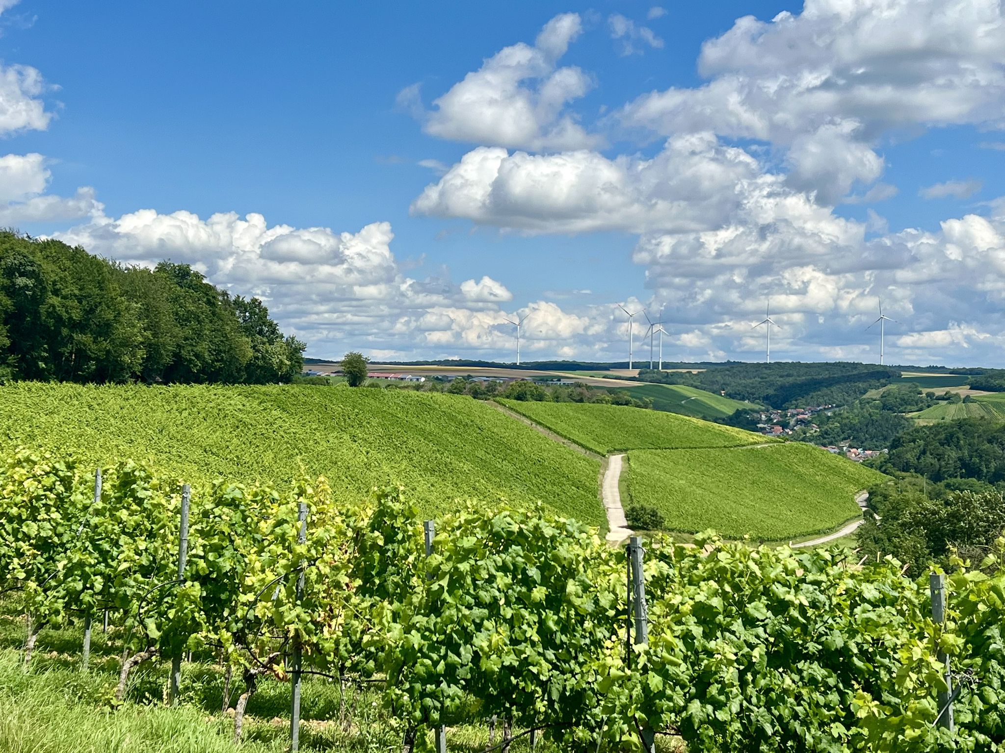 Weinberge Retzstadts