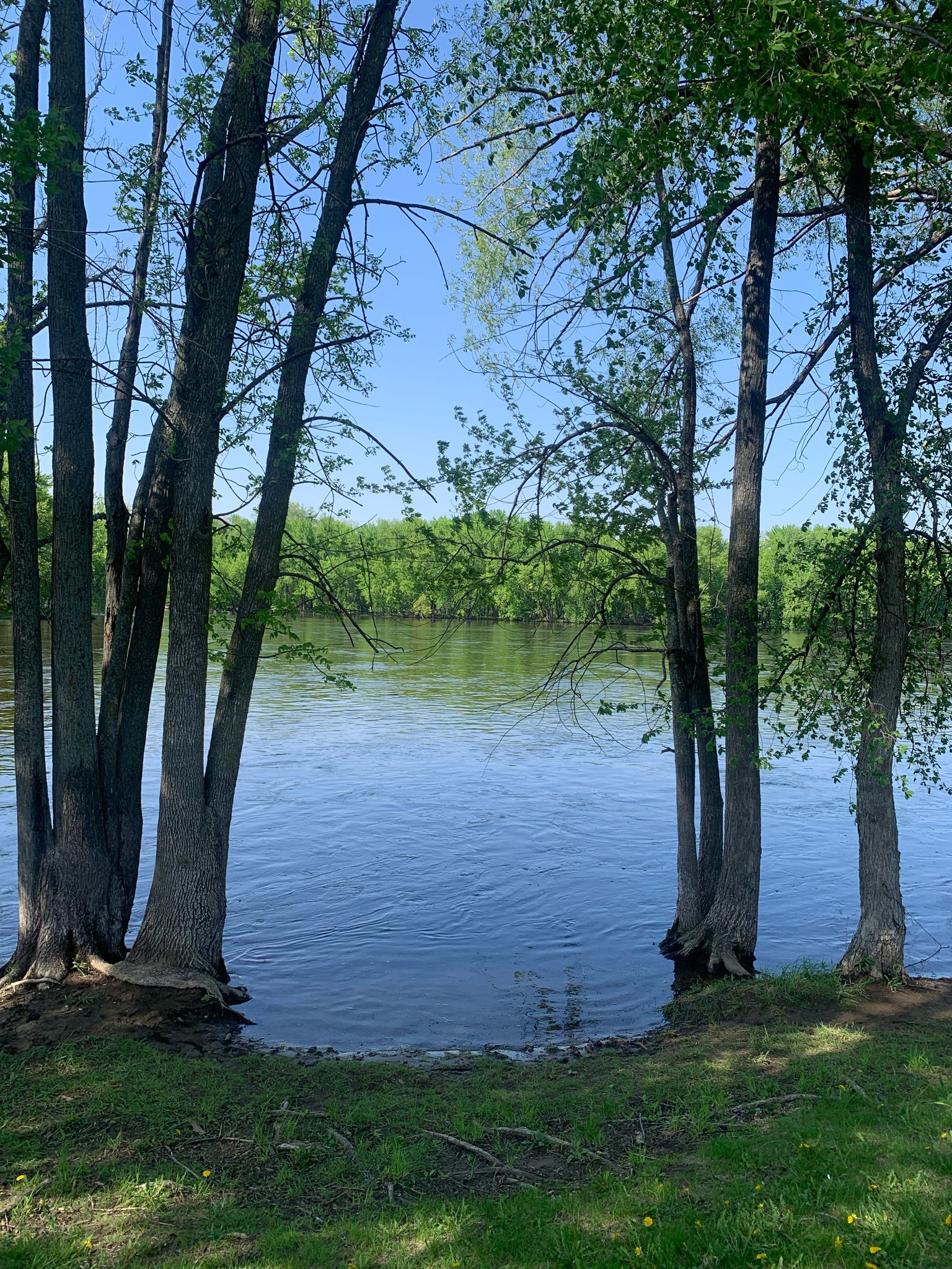 Calm river viewed through tall tree trunks on a bright, sunny day. - Otsego County Park Walking Path