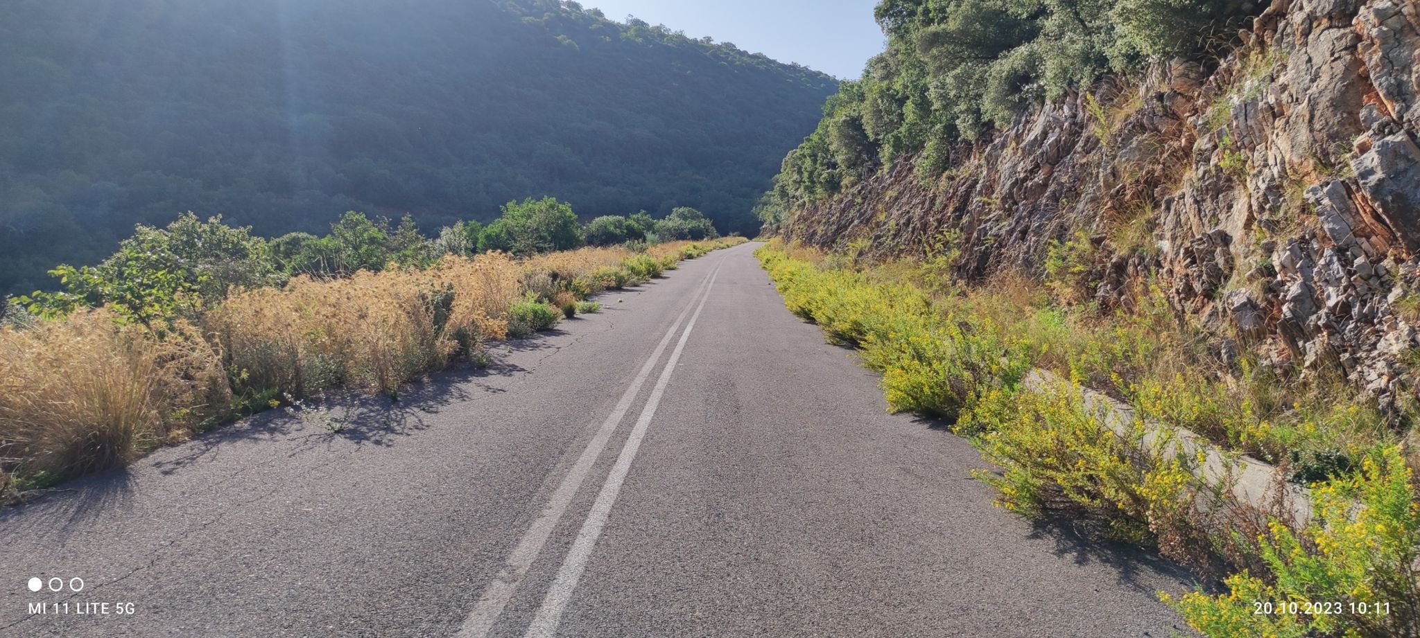 die Natur holt sich den Straßenraum zurück