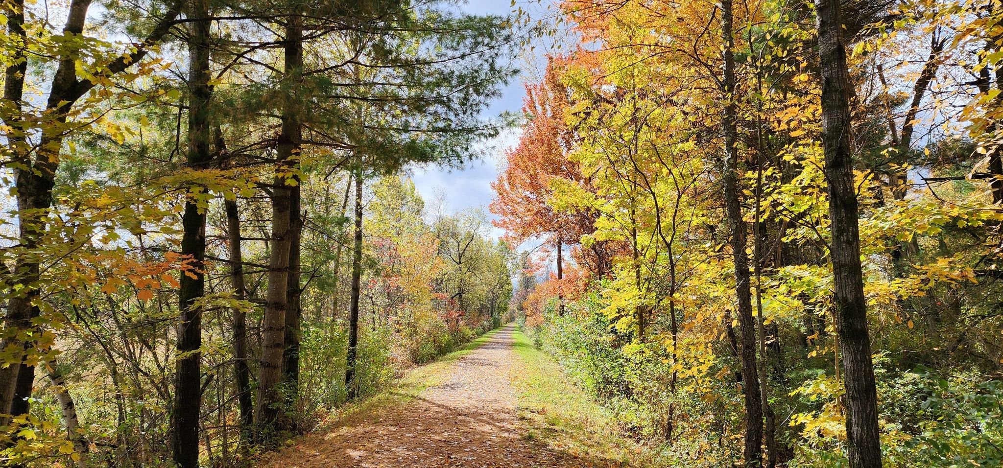 A sunlit dirt path winds through a forest of colorful autumn trees. - Delaware & Hudson Rail Trail