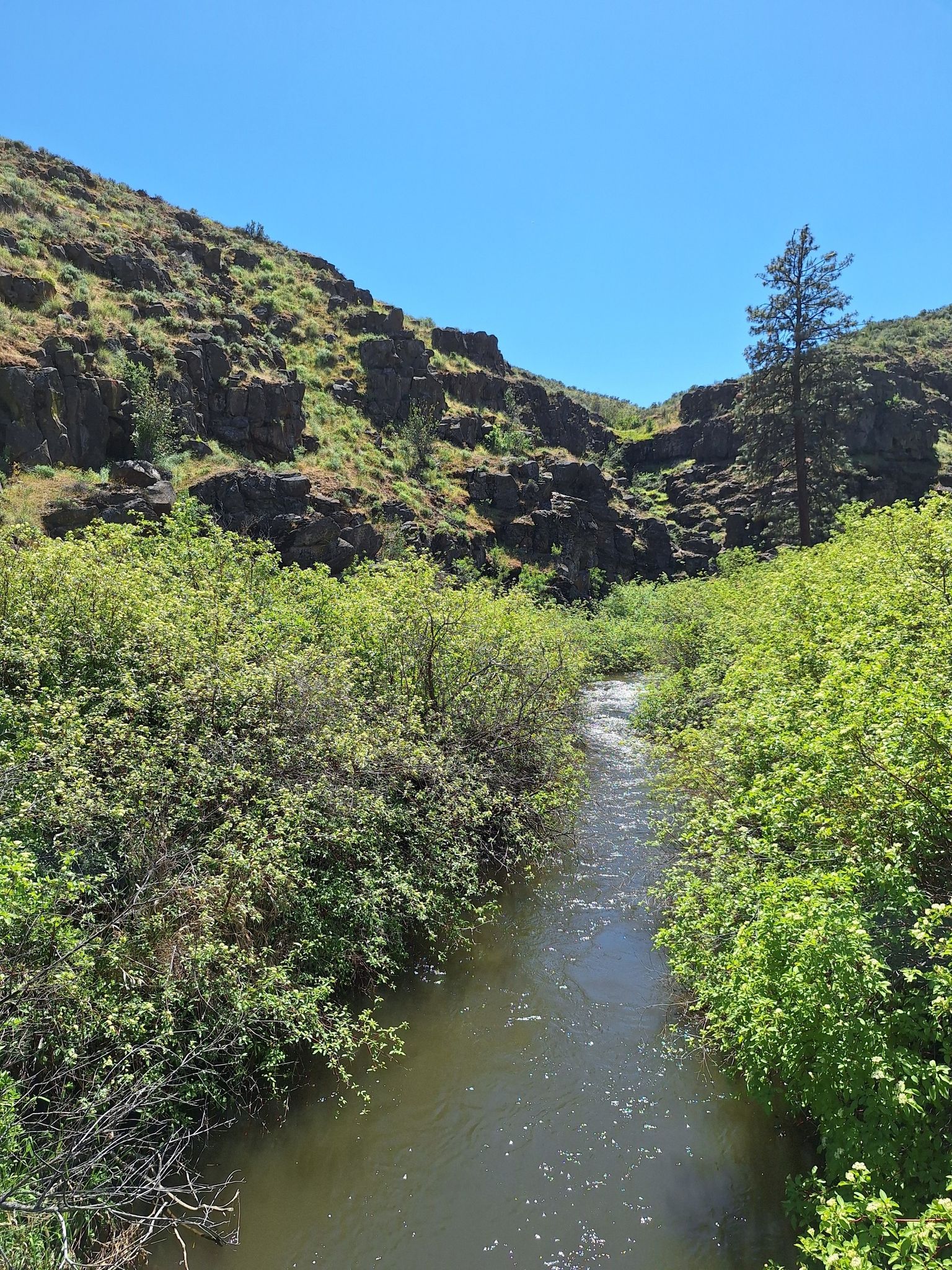 A narrow river flows through dense green bushes and rocky hills. - Running loop from Cowiche Canyon Uplands