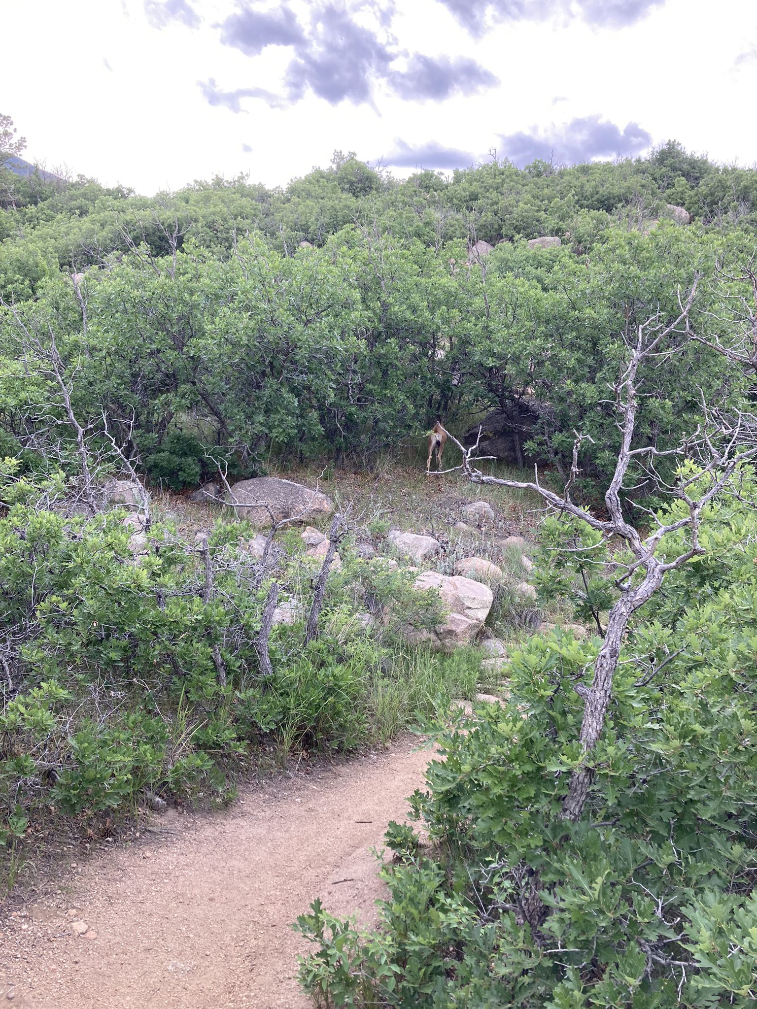 Dirt path winding through dense green bushes and rocks under cloudy sky. - Soaring Kestral and Coyote Run Loop Trail
